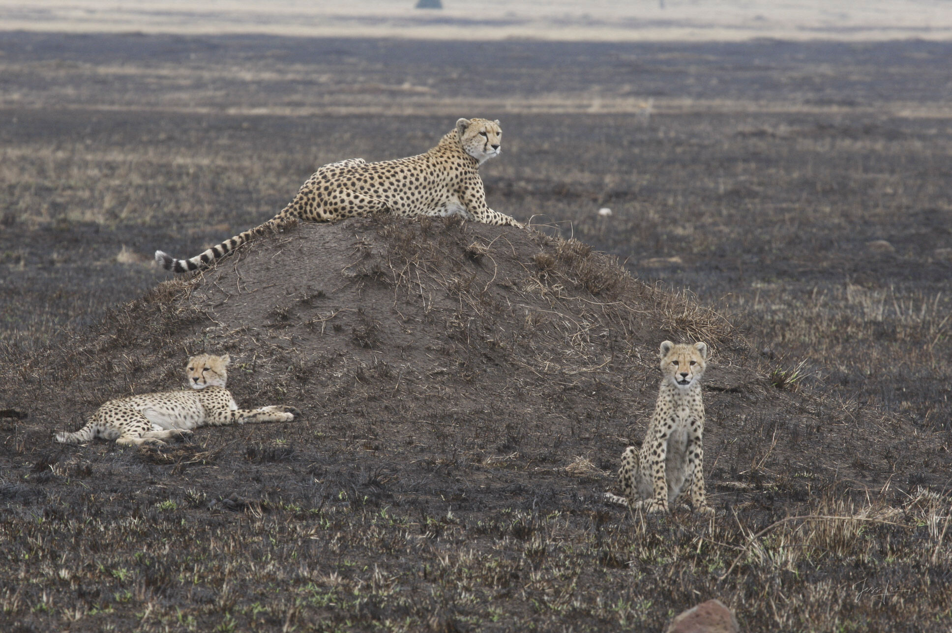 The High Ground — Cheetah Mother and Cubs Fine Art Print | Masai Mara | Jess Lee A cheetah mother lies atop a scorched termite mound on the burnt Masai Mara plain, two cubs at her feet — one alert at...