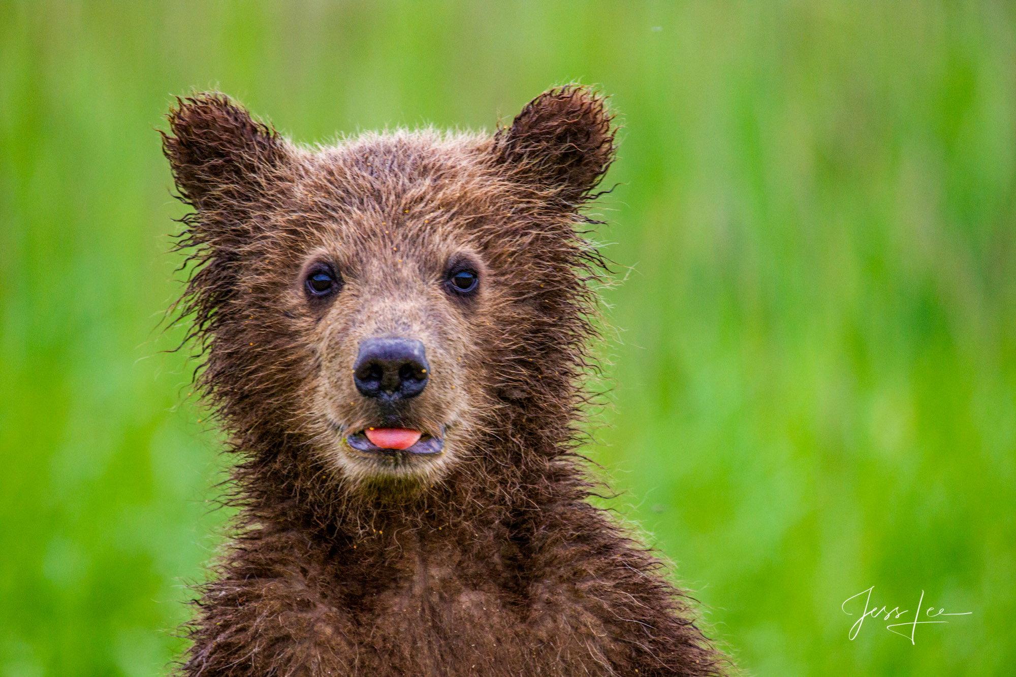 Grizzly Bear Cub cute Photo Alaska USA Photos by Jess Lee