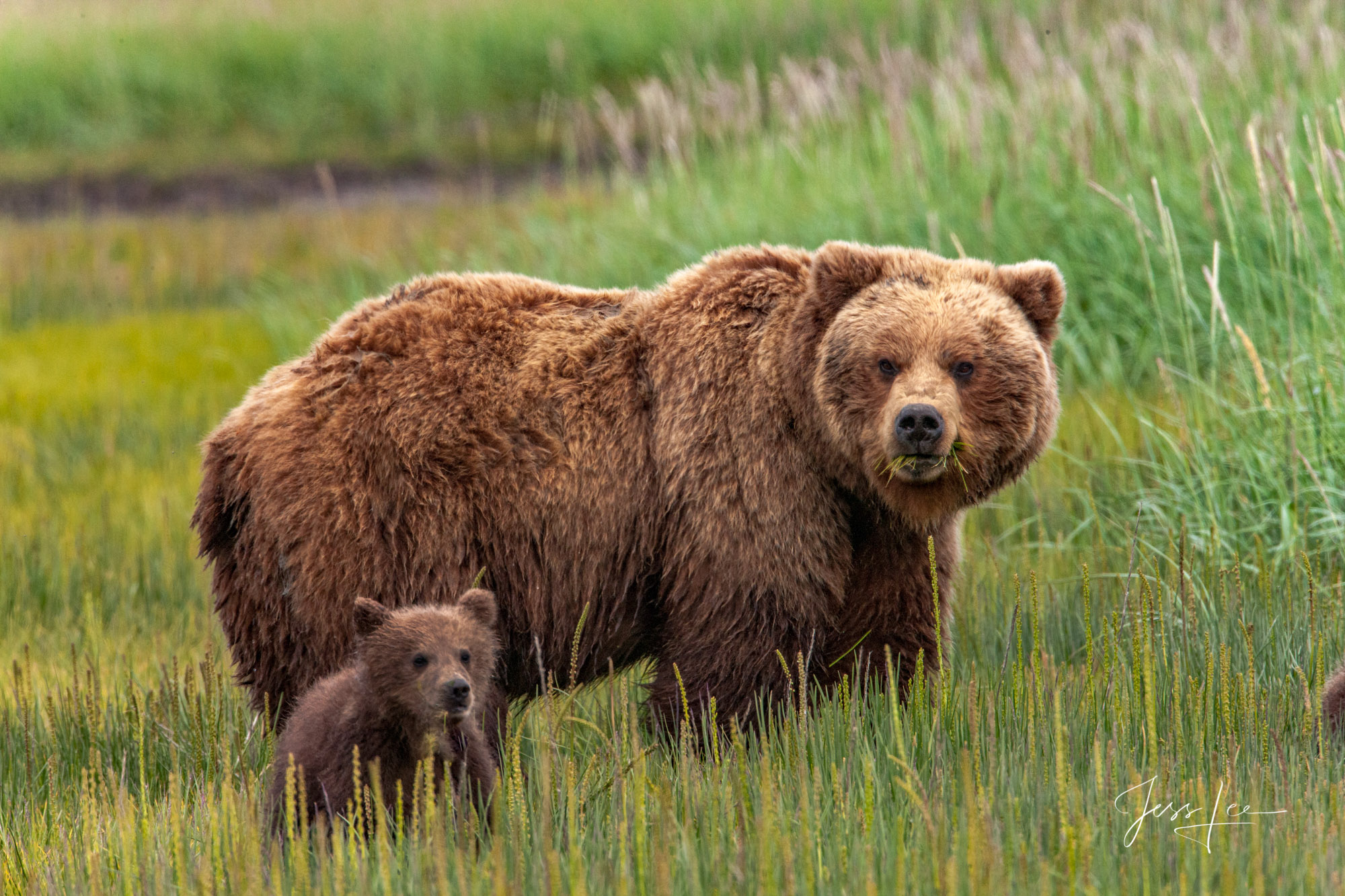 Grizzly Spring Cub Photo Alaska Grizzly and cub fine art limited edition of 800 prints. These Grizzly bear fine art wildlife photographs are offered...