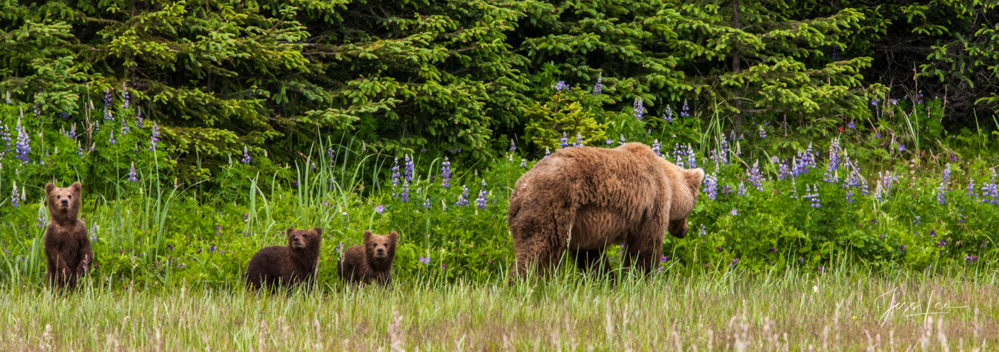 Alaska Grizzly with three cubs in lupin flowers a Limited edition of 800 prints. These Grizzly bear fine art wildlife photographs...