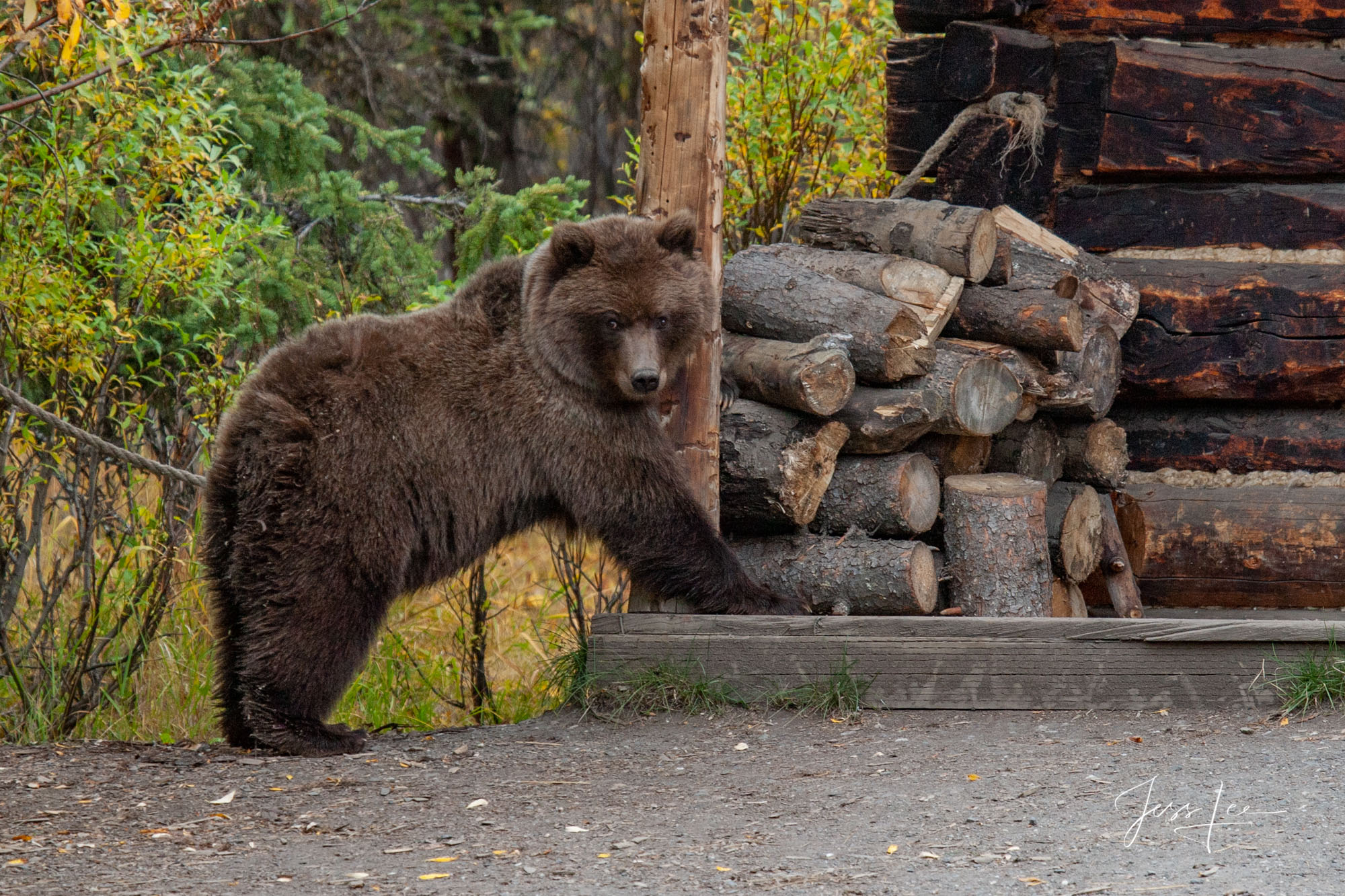 Grizzly Bear getting ready to charge fine art limited edition of 300 prints