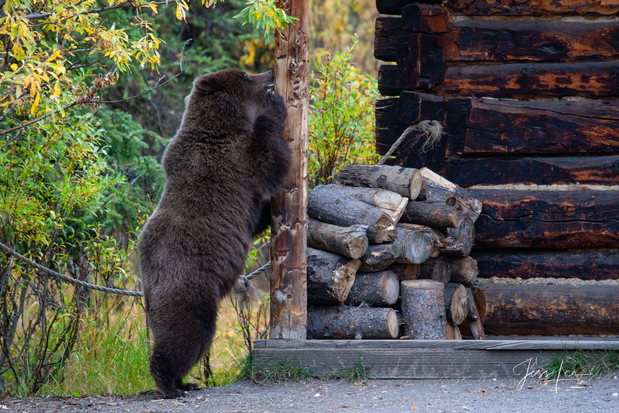 Grizzly marking range Alaska Grizzly Bear standing photograph