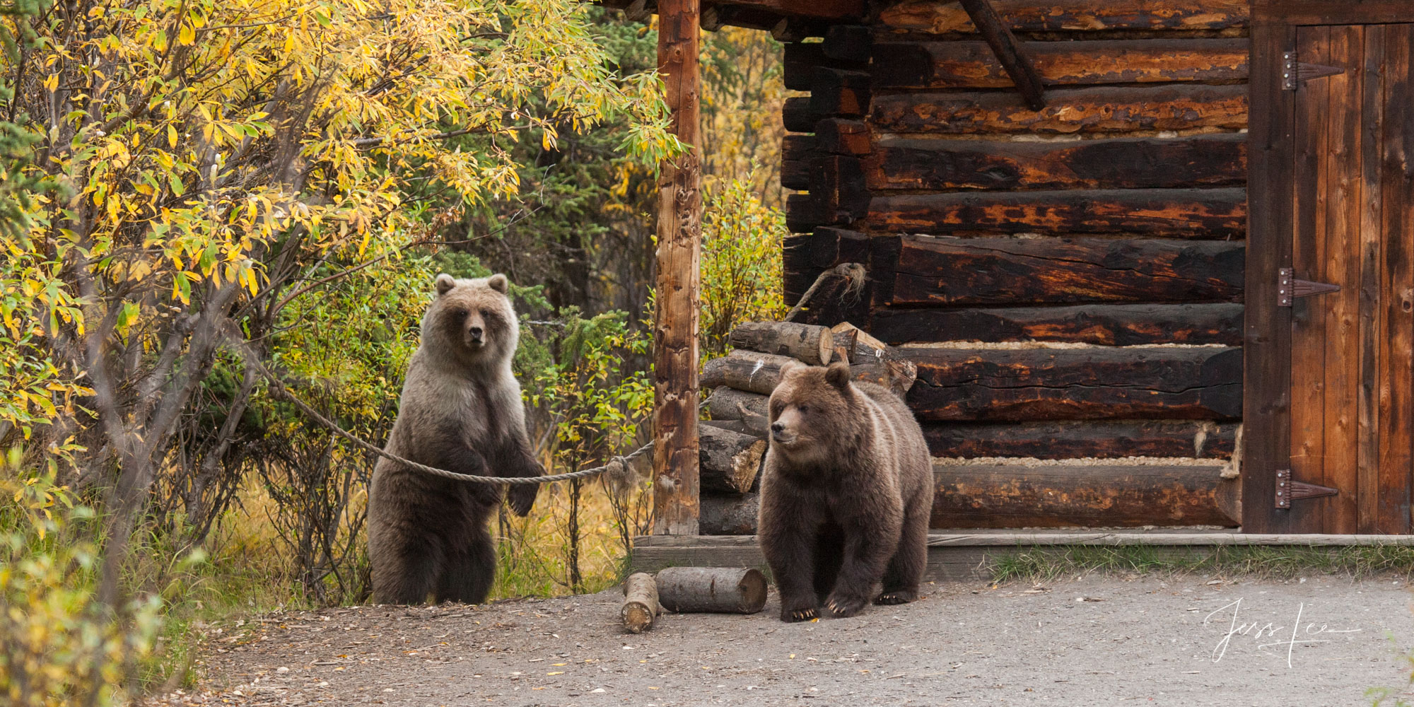 Alaska sub adult Grizzlies or Brown Bears Photo