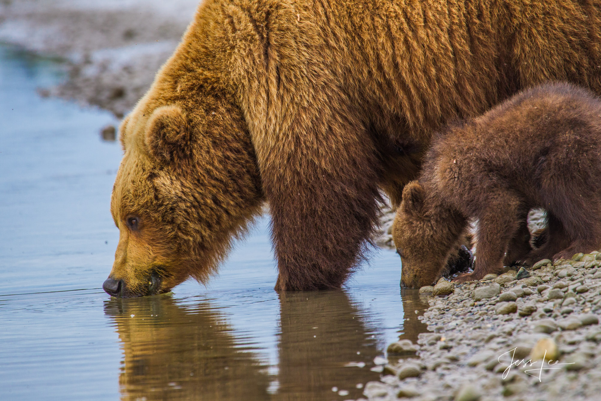 Brown Bear Drinking Photo Alaska Grizzlys, Cubs, Moms, Drinking, Limited edition of 800 prints. These Grizzly bear fine art wildlife photographs are offered...