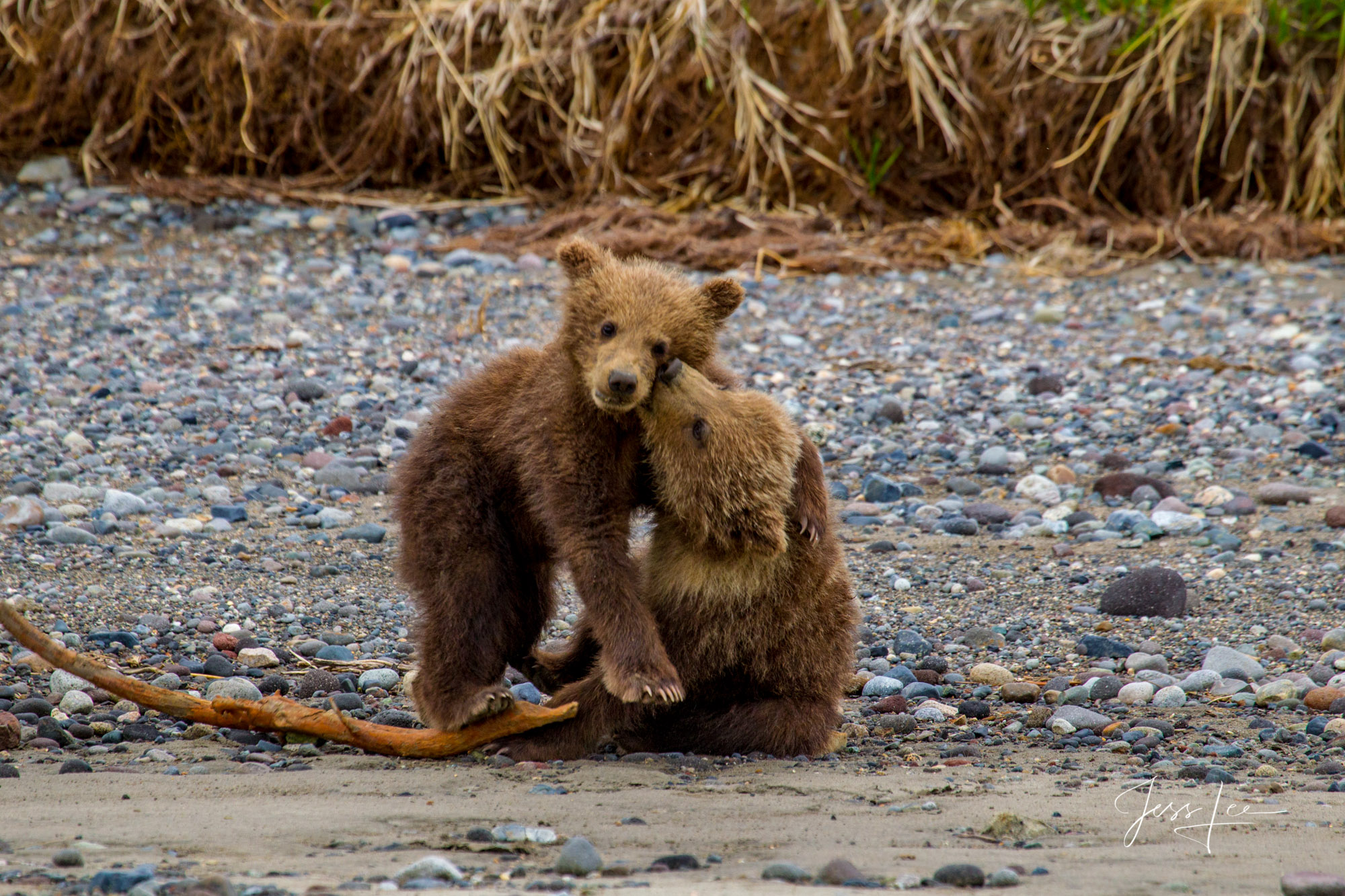 Alaska Grizzlys, Cubs, Moms, Bores, Limited edition of 800 prints. These Grizzly bear fine art wildlife photographs are offered...