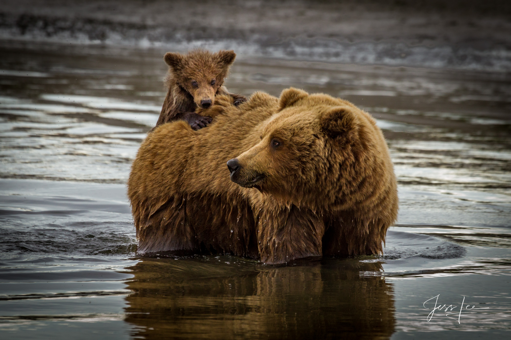 Grizzly Cub hitching a ride Picture of a Grizzly Bear, Limited Edition Fine Art Photography Print From Jess Lee"s Bear Photo Gallery