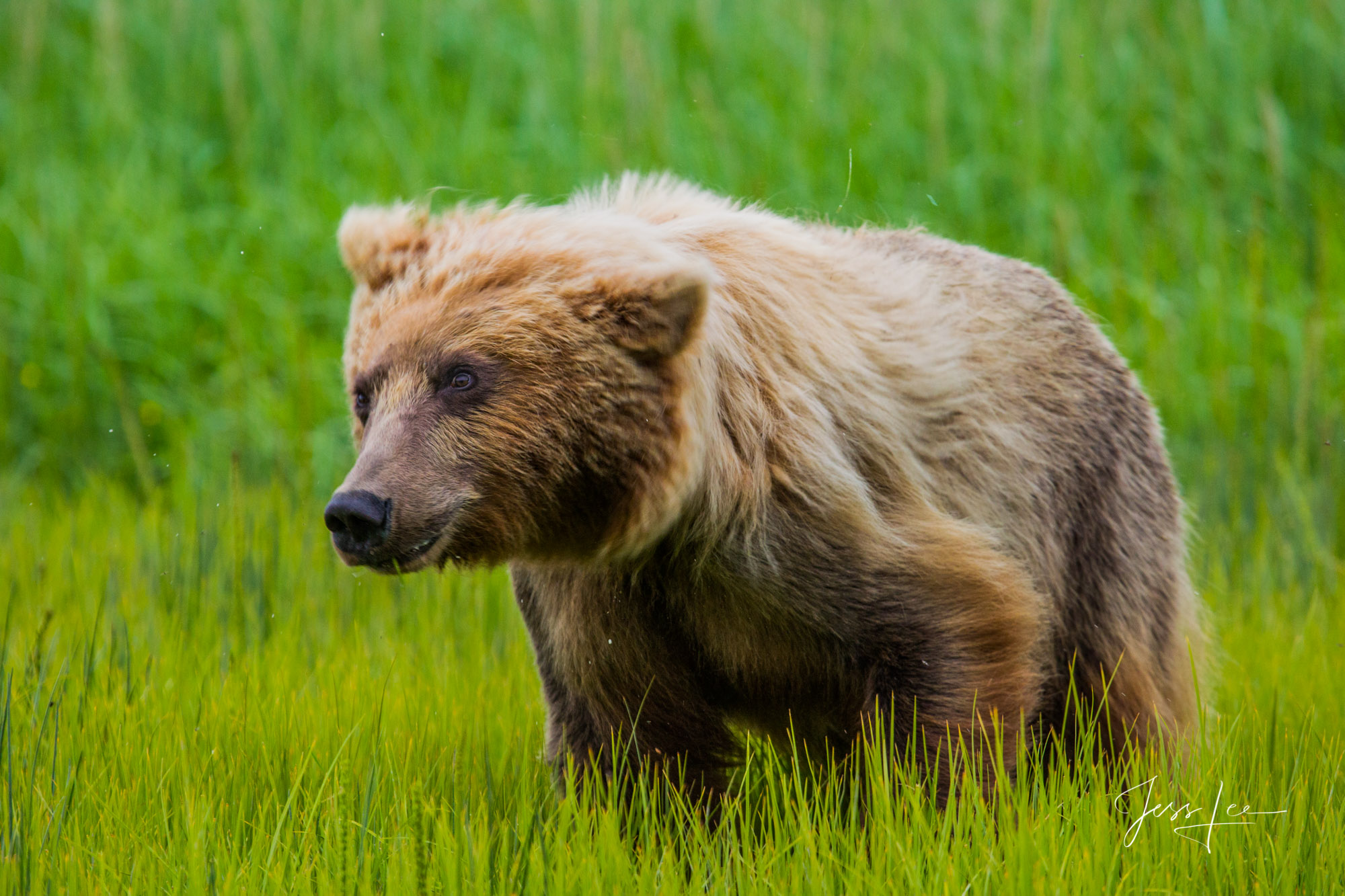 Brown Bear Photo Alaska Grizzlys, Cubs, Moms, Bores, Limited edition of 800 prints. These Grizzly bear fine art wildlife photographs are offered...