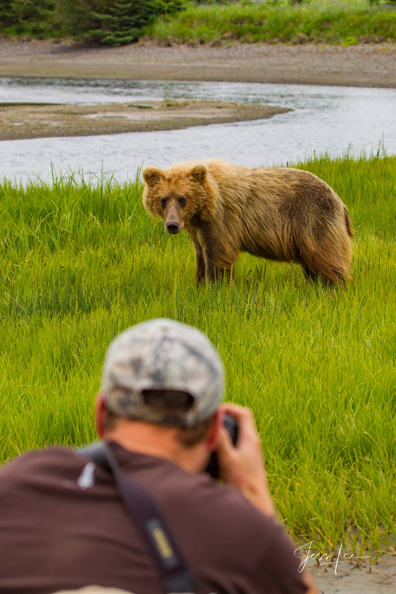 Alaska Grizzlys, Cubs, Moms, photographers, Limited edition of 800 prints. These Grizzly bear fine art wildlife photographs are...