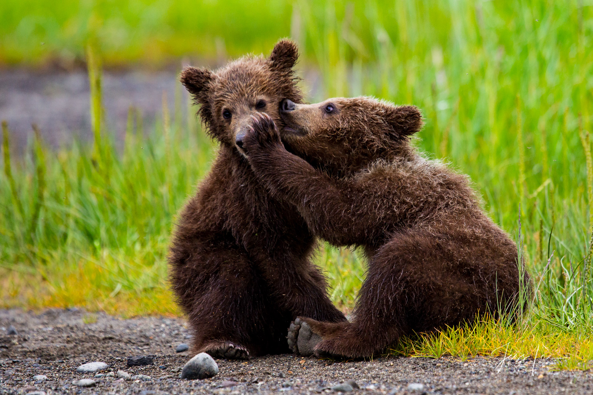 Brown Bear Cubs playing Alaska Grizzlys, Cubs, Moms, Bores, Limited edition of 800 prints. These Grizzly bear fine art wildlife photographs are offered...