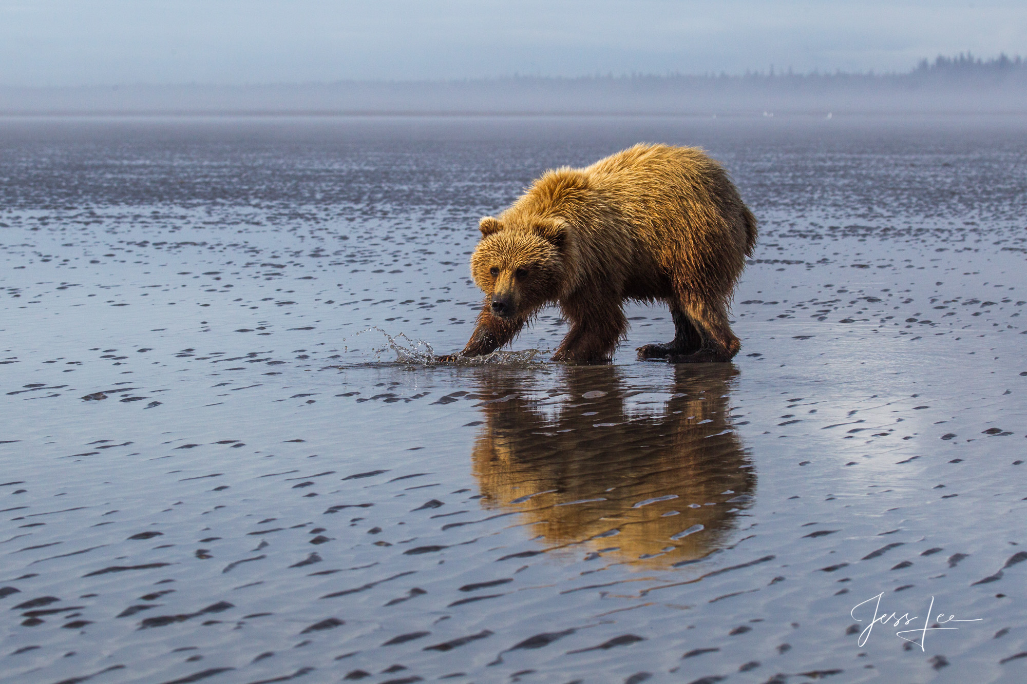 Brown Bear clamming Photo Alaska Grizzly Clamming at Lake Clark, Limited edition of 800 prints. These Grizzly bear fine art wildlife photographs are offered...