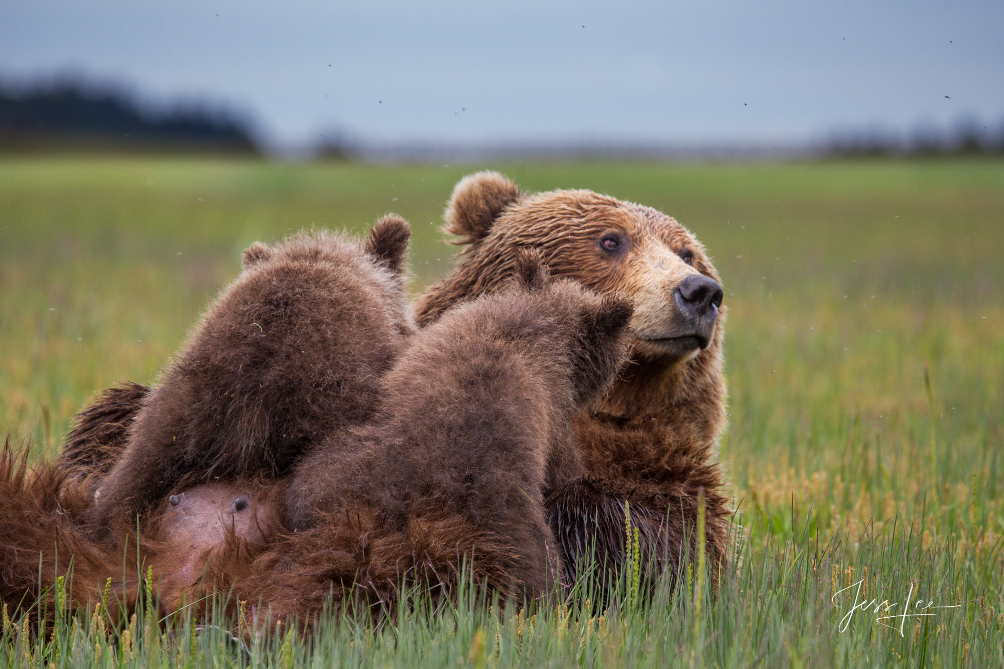 Alaska Grizzly Nursing two cubs closeup and personal, a Limited edition of 800 prints. These Grizzly bear fine art wildlife photographs...