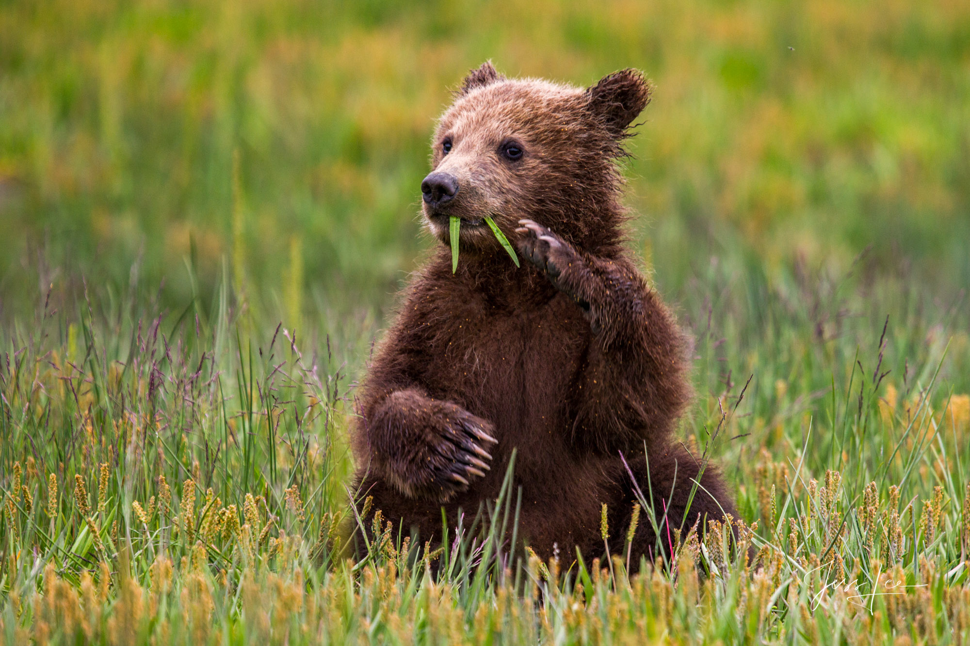 Brown Bear cub waving Grizzly cub setting up eating grass, a Limited edition of 800 prints. These Grizzly bear fine art wildlife photographs are offered...