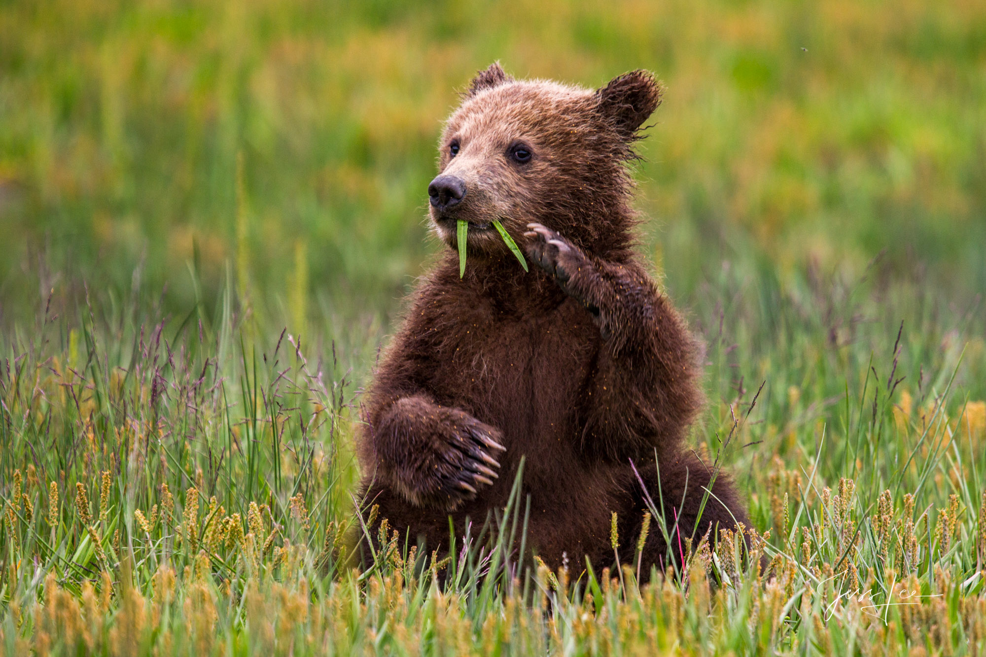 Grizzly cub setting up eating grass, a Limited edition of 800 prints. These Grizzly bear fine art wildlife photographs are offered...