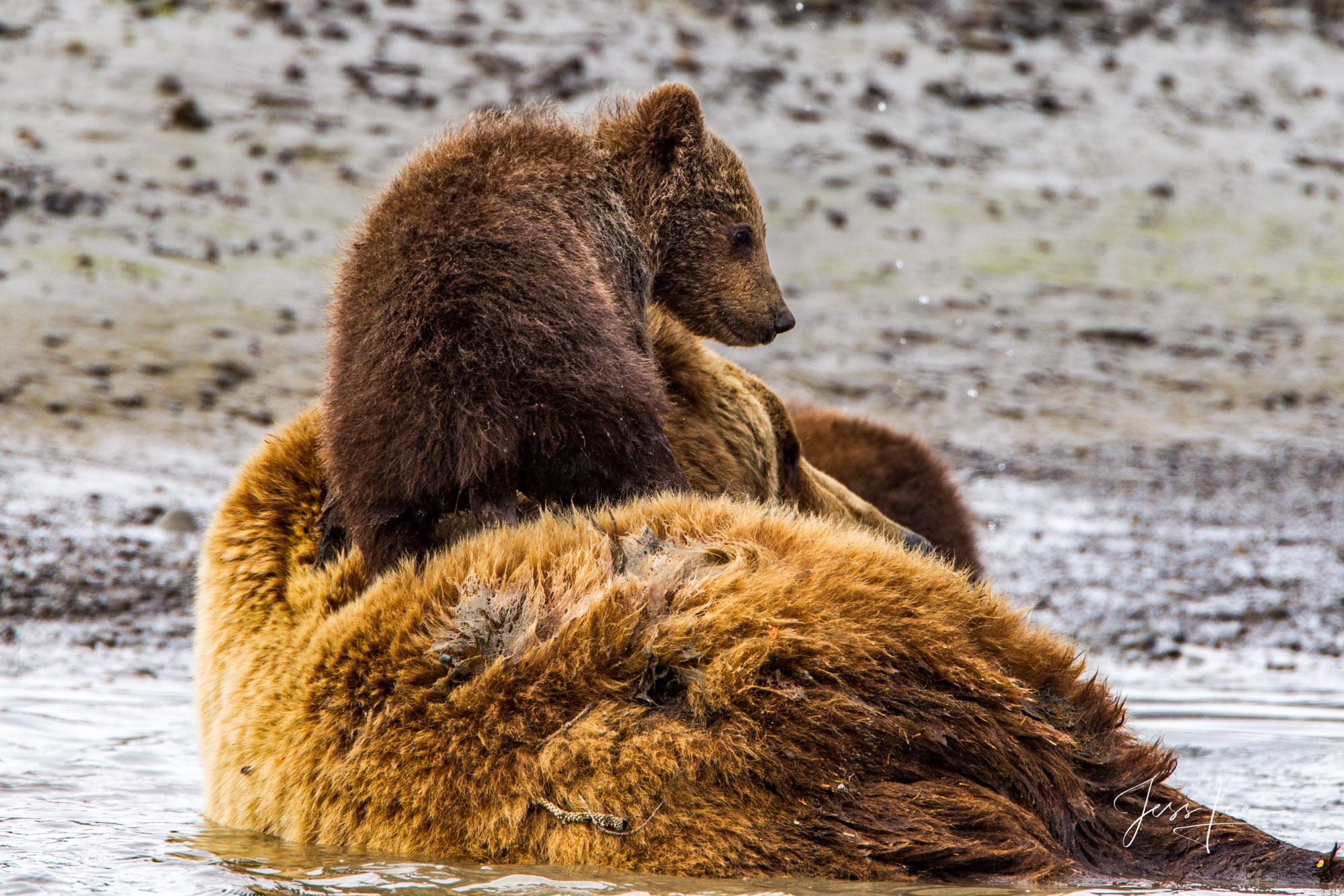 Alaska Grizzly cub setting on mom a, Limited Edition of 800 prints. These Grizzly bear fine art wildlife photographs are offered...