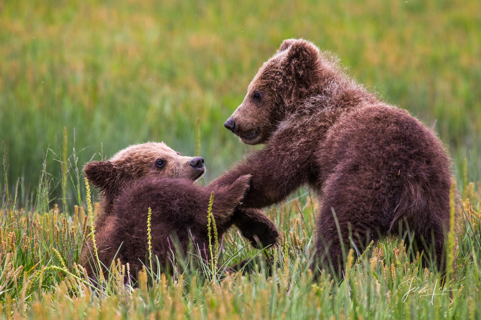 Two Grizzly cubs playing in the tall grass in Alaska. 