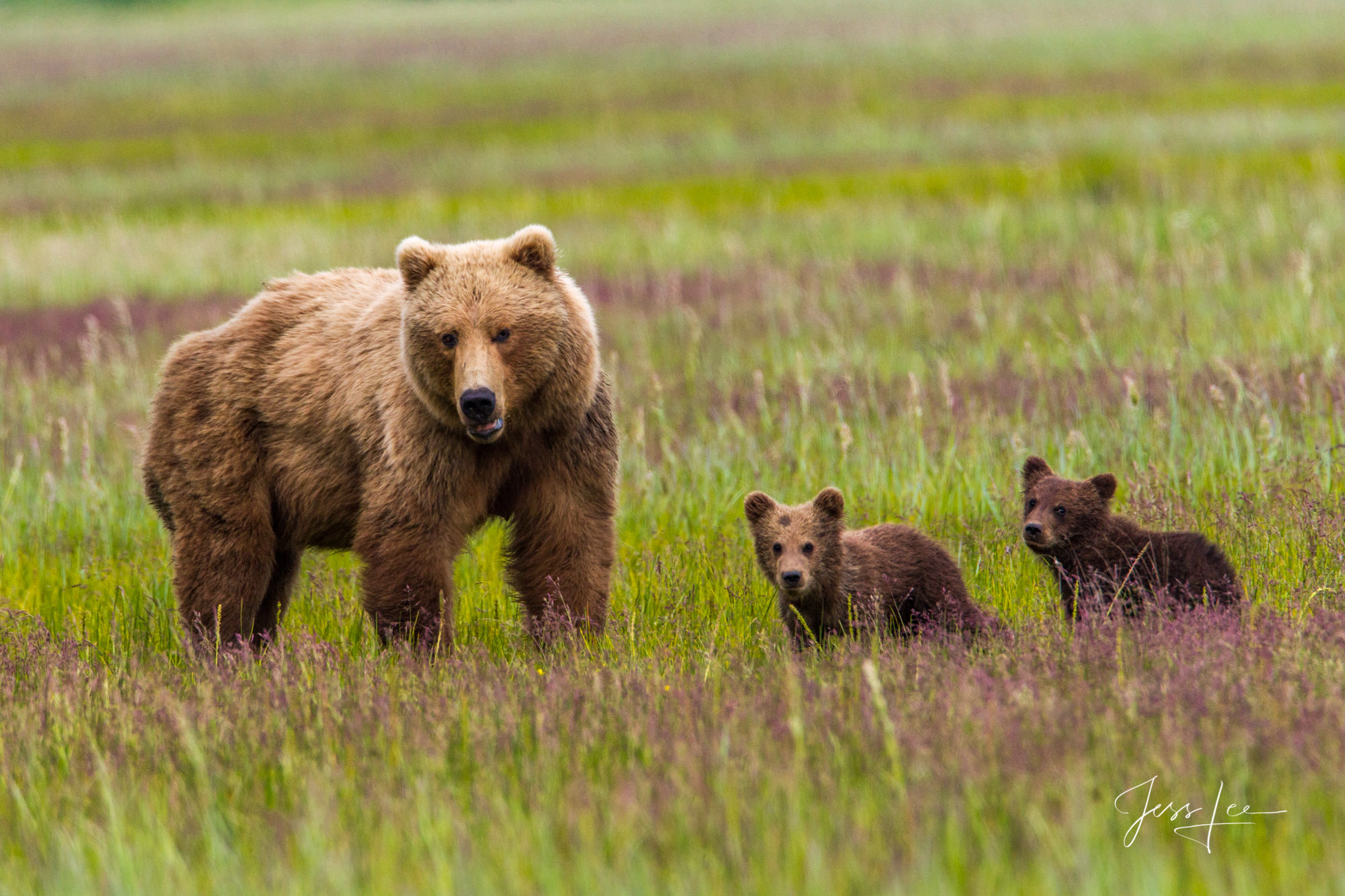 Alaska Brown Bear with two cubs Photo Two Cub Grizzlies and mom a Limited edition of 800 prints. These Grizzly bear fine art wildlife photographs are offered as high...