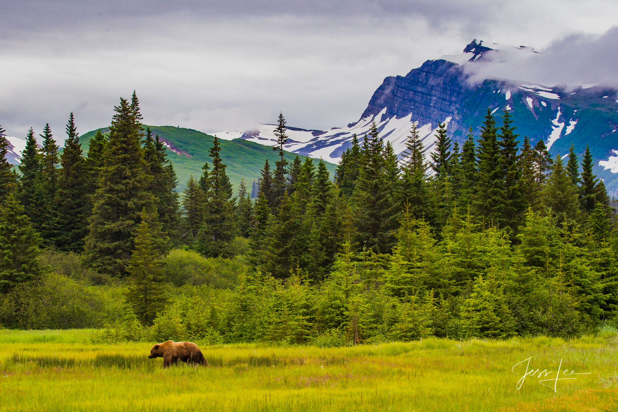 Alaska grizzlies Photo Picture of a Grizzly Bear, Limited Edition Fine Art Photography Print From Jess Lee"s Bear Photo Gallery
