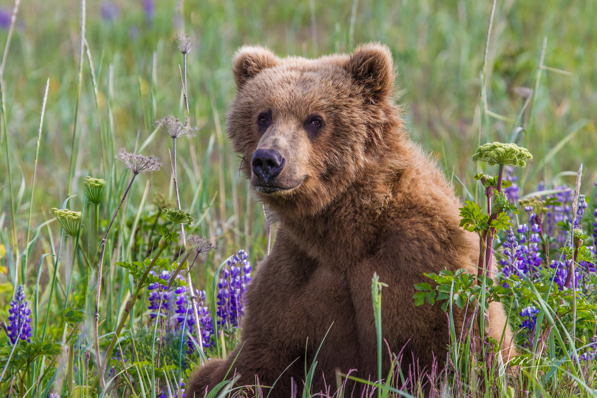 Brown Bear in Lupines Photo Picture of a Grizzly Bear, Limited Edition Fine Art Photography Print From Jess Lee"s Bear Photo Gallery