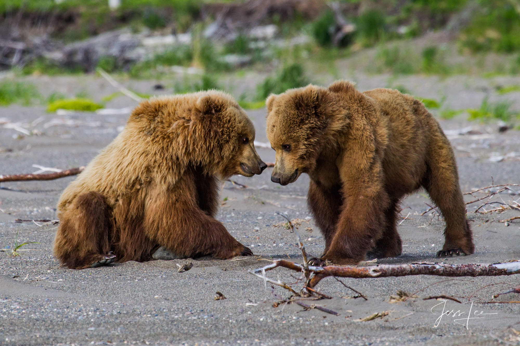 Alaska Grizzlys, Cubs, Moms, Bores, Limited edition of 800 prints. These Grizzly bear fine art wildlife photographs are offered...