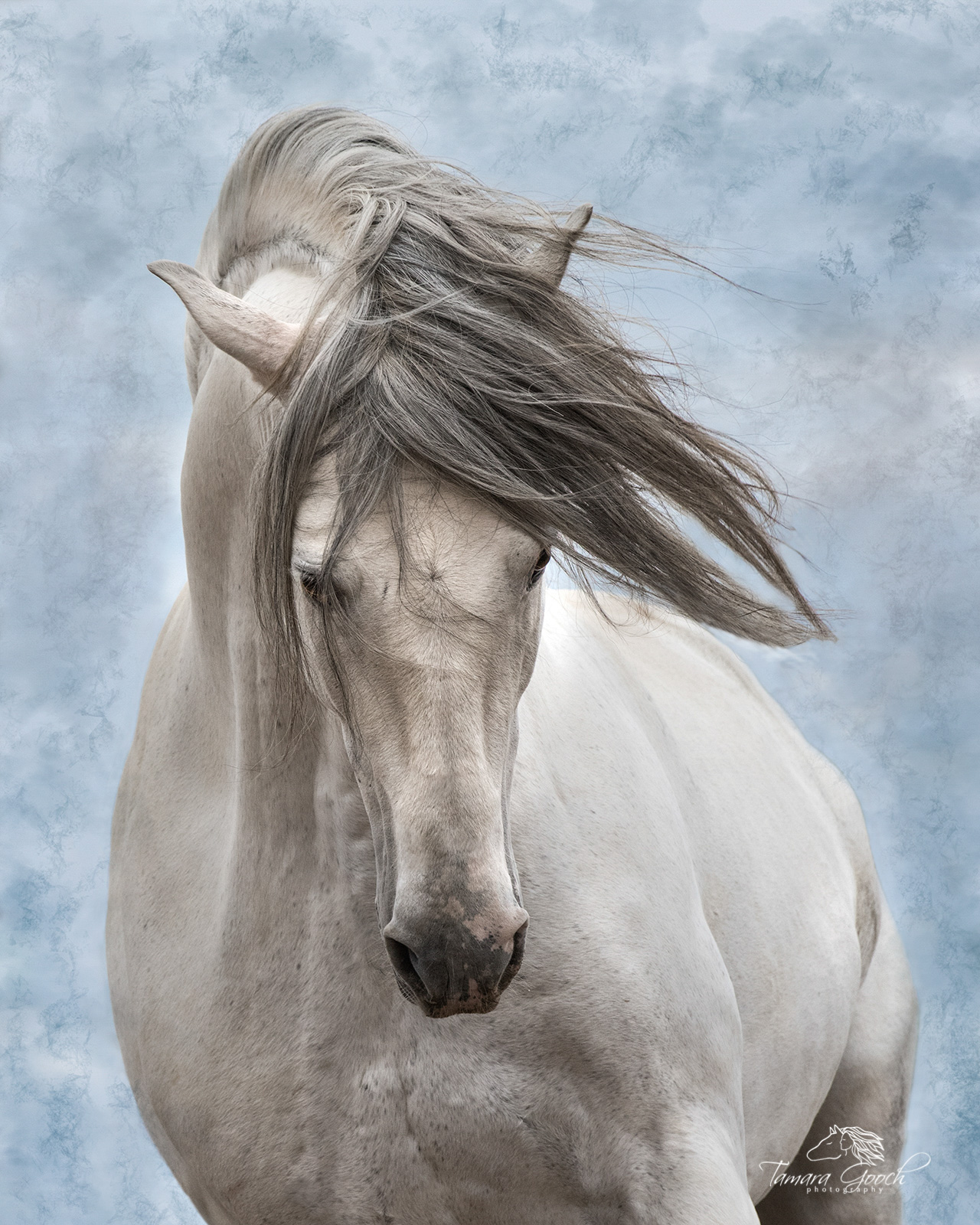 Andalusian Stallion at Liberty MXCA_4671 Stallion at liberty. Horse Photo in a Fine Art Limited Edition Photography Print for Luxury homes.