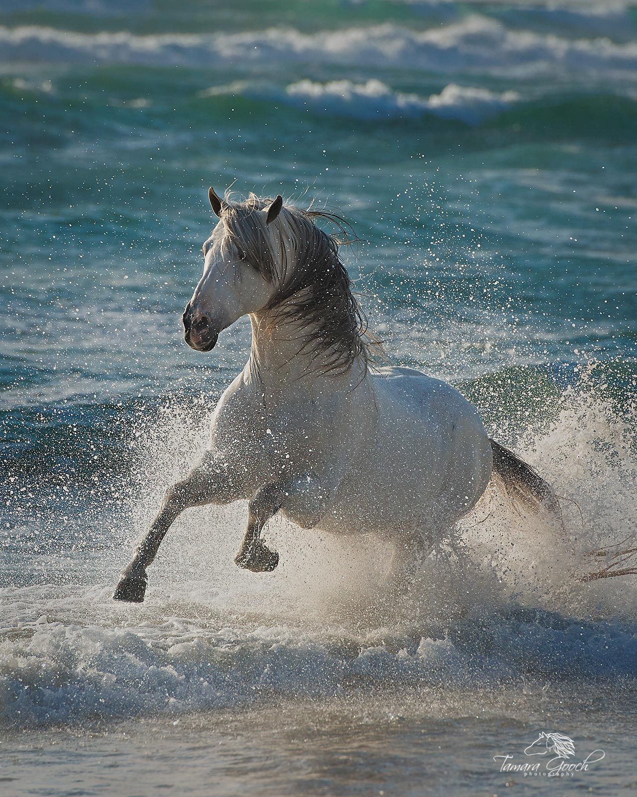 Stallion in the surf horse Photo in a Fine Art Limited Edition Photography Print for Luxury homes.