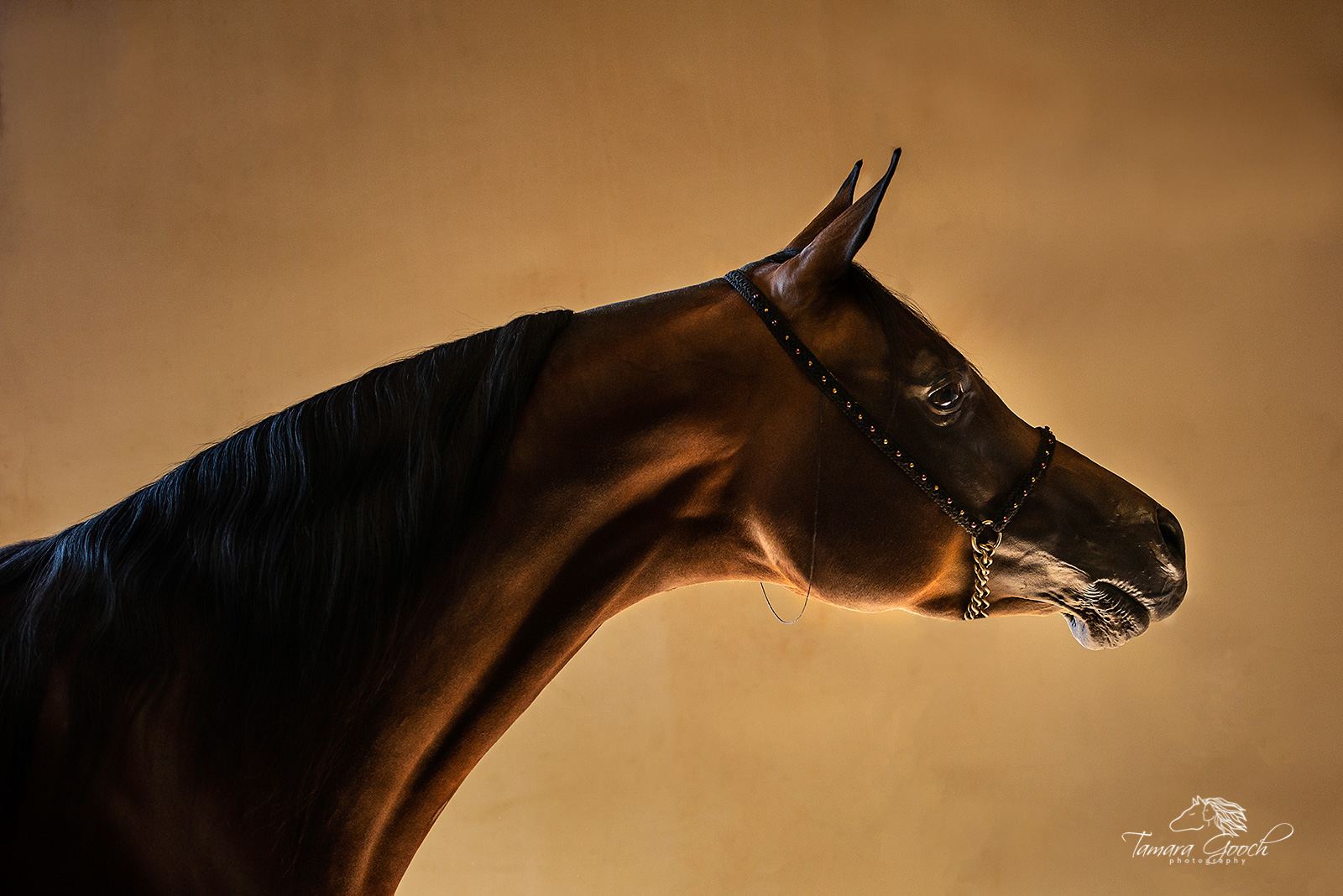 Glowing Arabian horse in halter