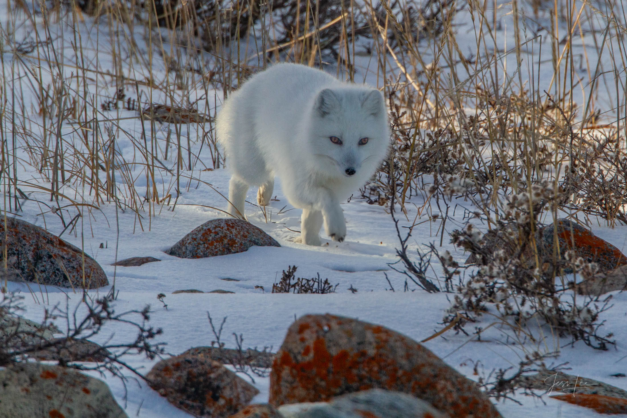 Arctic Fox 5 Arctic Fox Photo 5 presented in Limited Edition of 250, Exclusive high-resolution Museum Quality Fine Art Prints. Wildlife Photo...