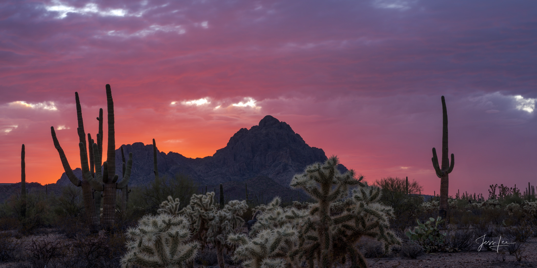 Cholla Sunrise This is a large-format, Fine-Art Photography Print of the Arizona Desert is for sale in Trulife Acrylic, Chromalux Metal, and fine-art paper.