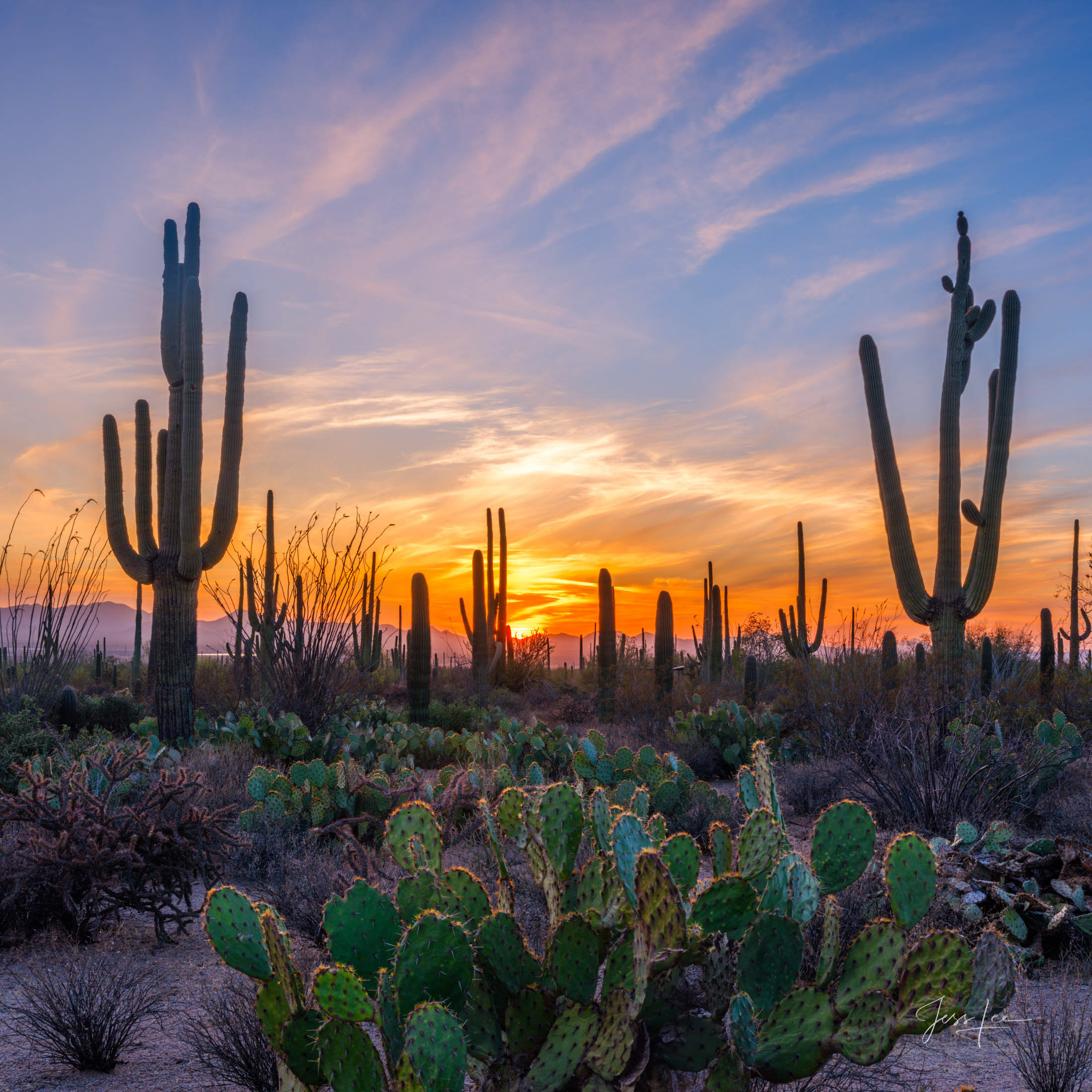 Desert Glory - Red, White, and Blue Sky This large-format Fine-Art Photography Print of the Arizona Desert is for sale in Trulife Acrylic, Chromalux Metal, and fine-art paper.