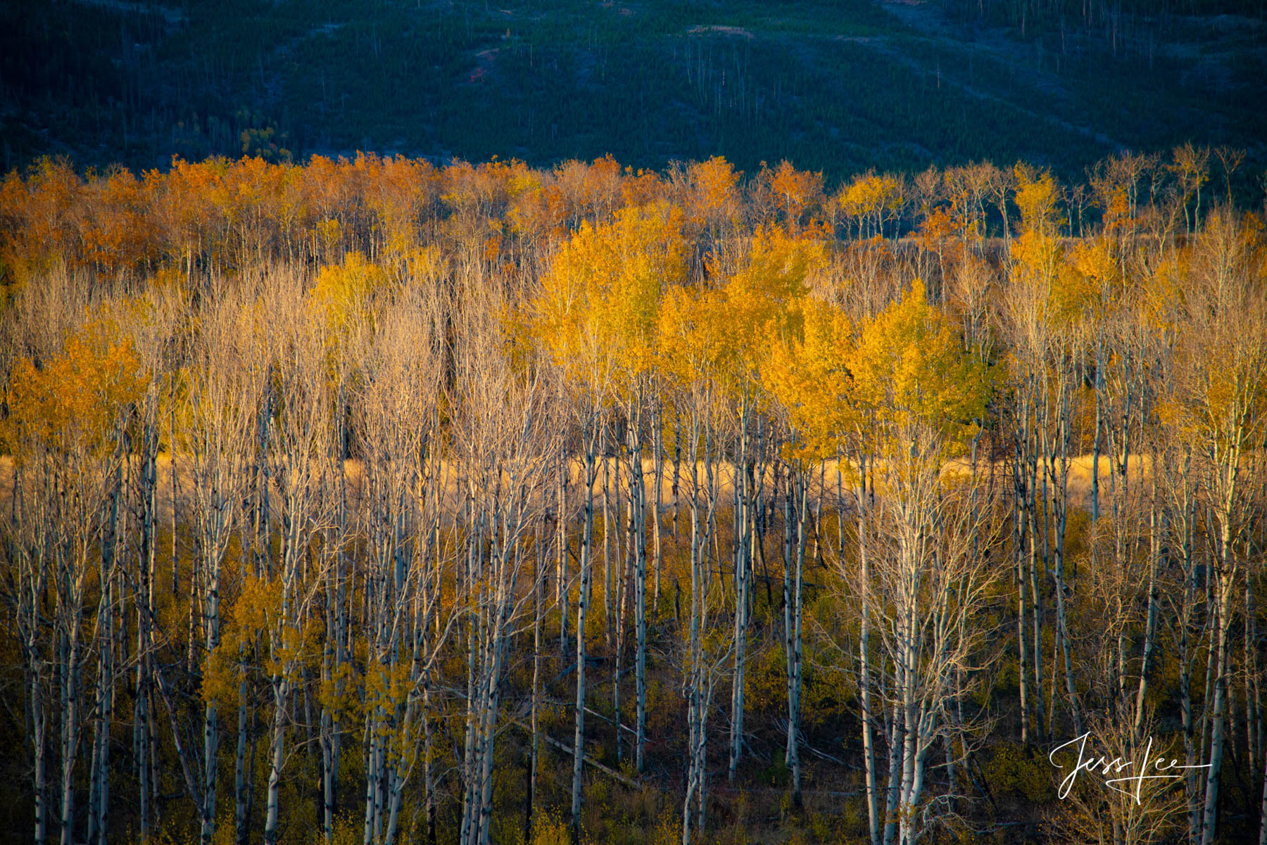 Golden Layers of Autumn Aspen Trees Aspen Tree Ridge in Wyomings Beartooth Mountains.