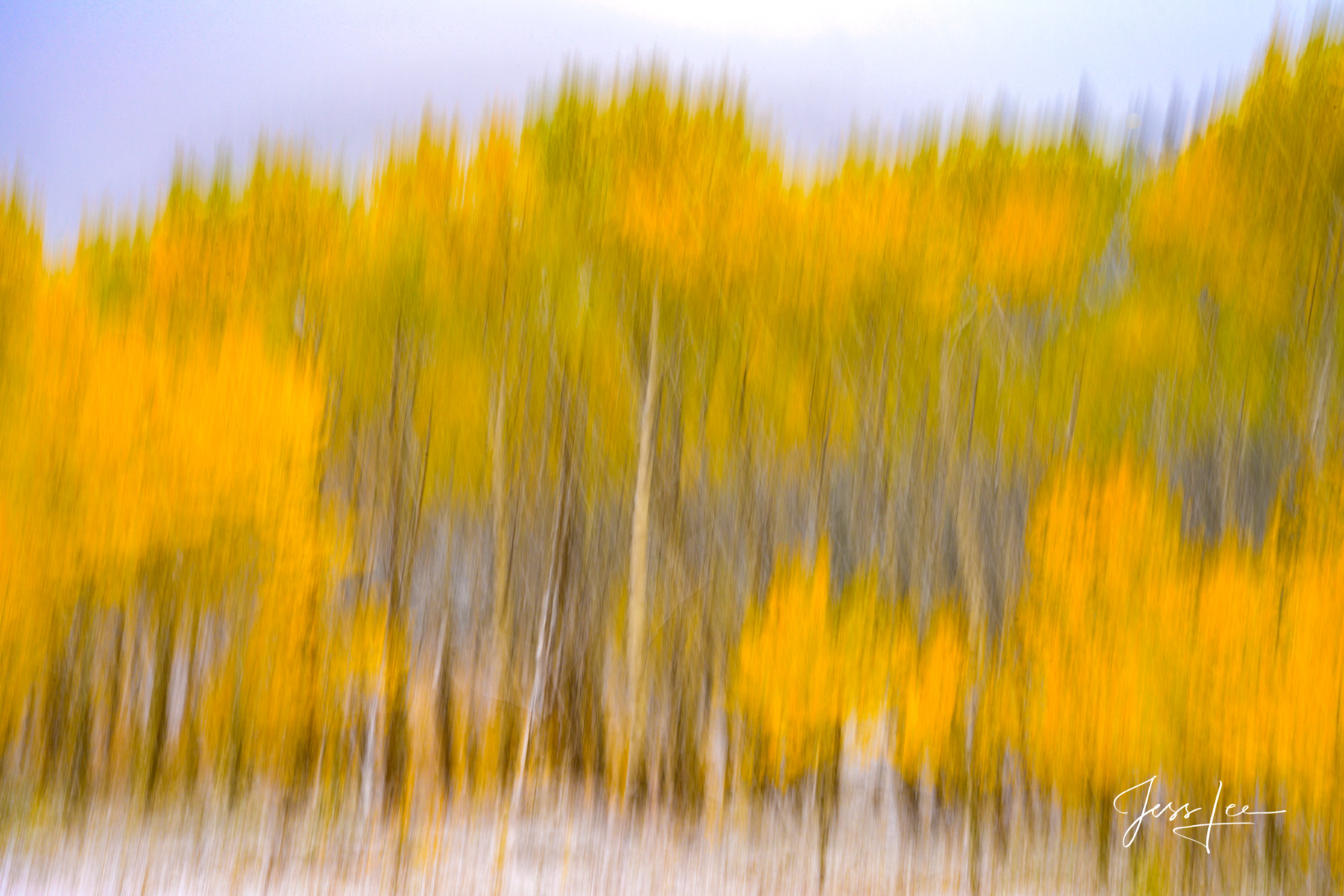 Aspen Tree Fall color Abstract Fine Art Photo Print.