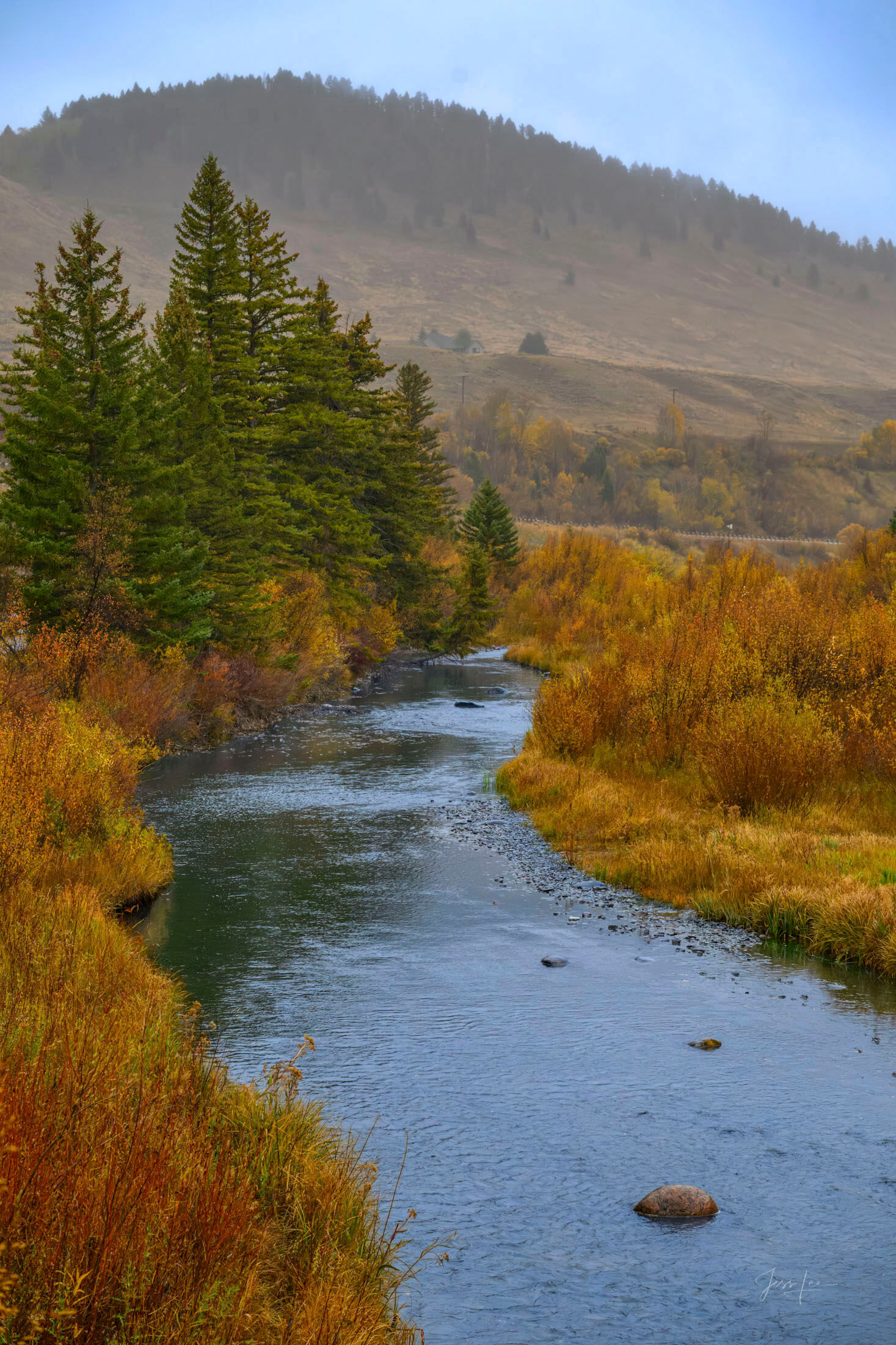 Upstream — West Fork Branch Madison River in Autumn Vertical view looking upstream near West Fork Madison River tributary, amber autumn willows lining both banks, mist-softened hill beyond, Montana — fine art