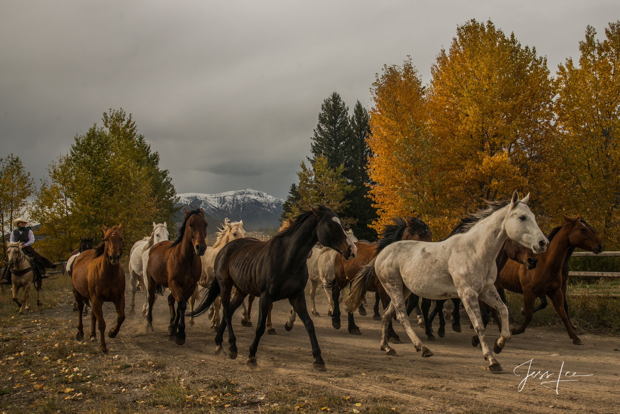 Fine Art Limited Edition Photography of Cowboys, Horses and life in the West. Wyoming horse herd running along a tree lined trail...