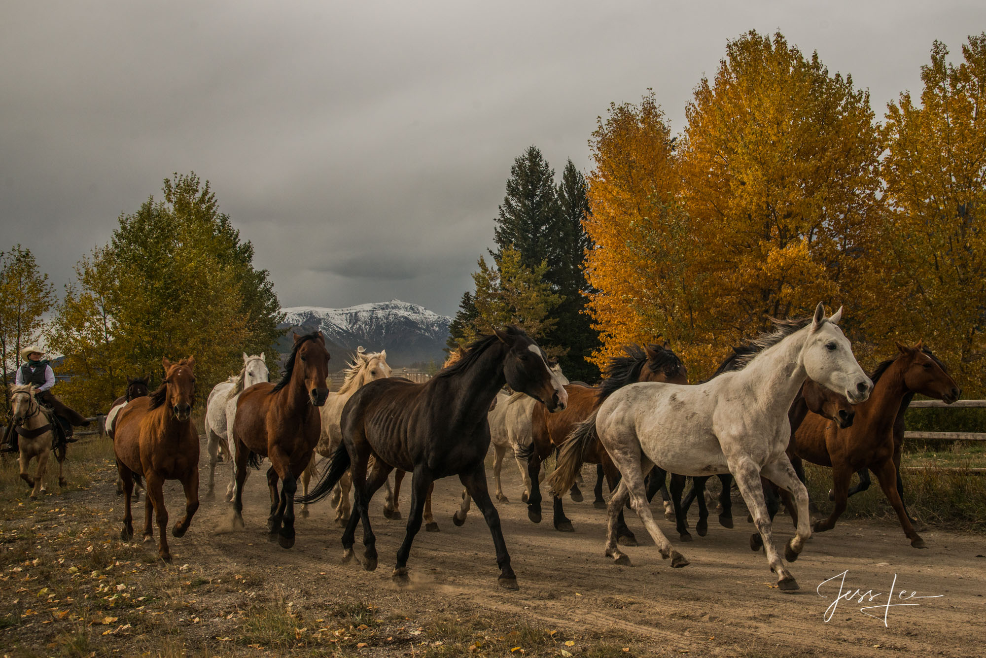 On a Morning Run Fine Art Limited Edition Photography of Cowboys, Horses and life in the West. Wyoming horse herd running along a tree lined trail...