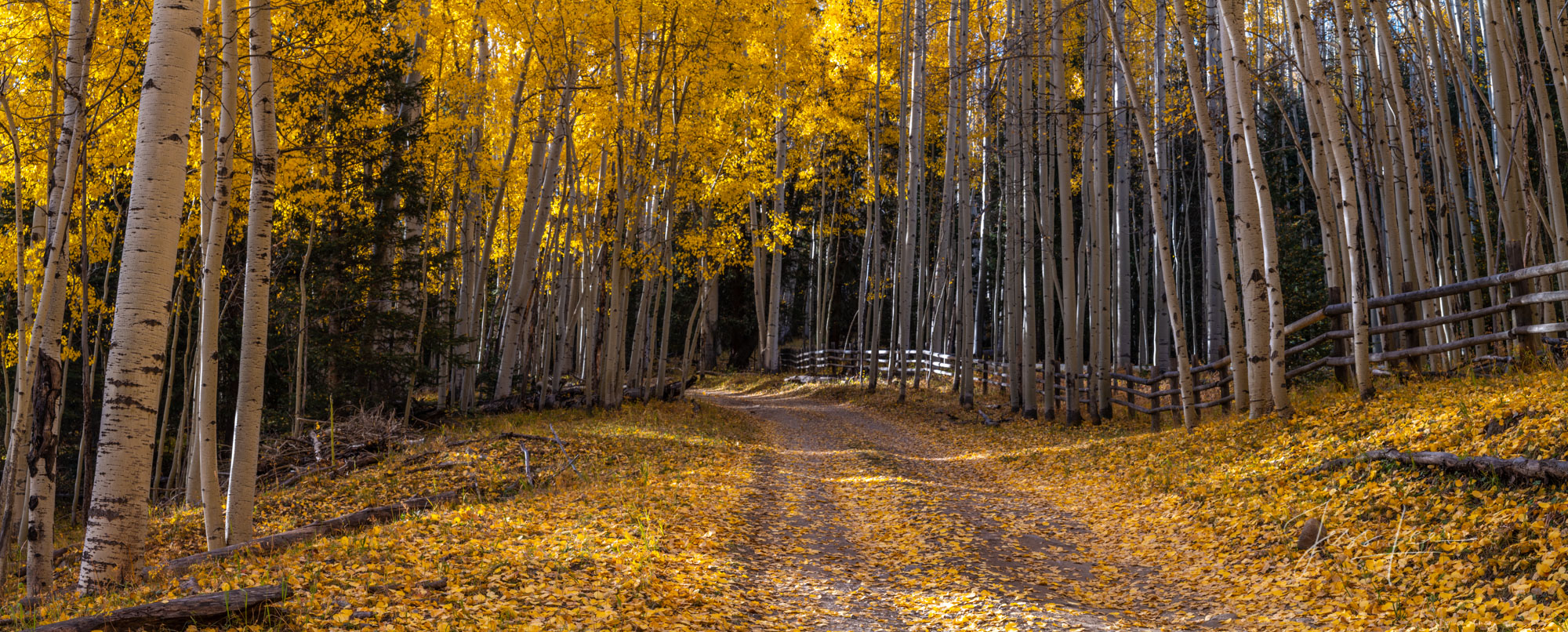 Aspen Road | Fine Art Print Colorado Photography Print Autumn fall road lined with autumn aspen trees