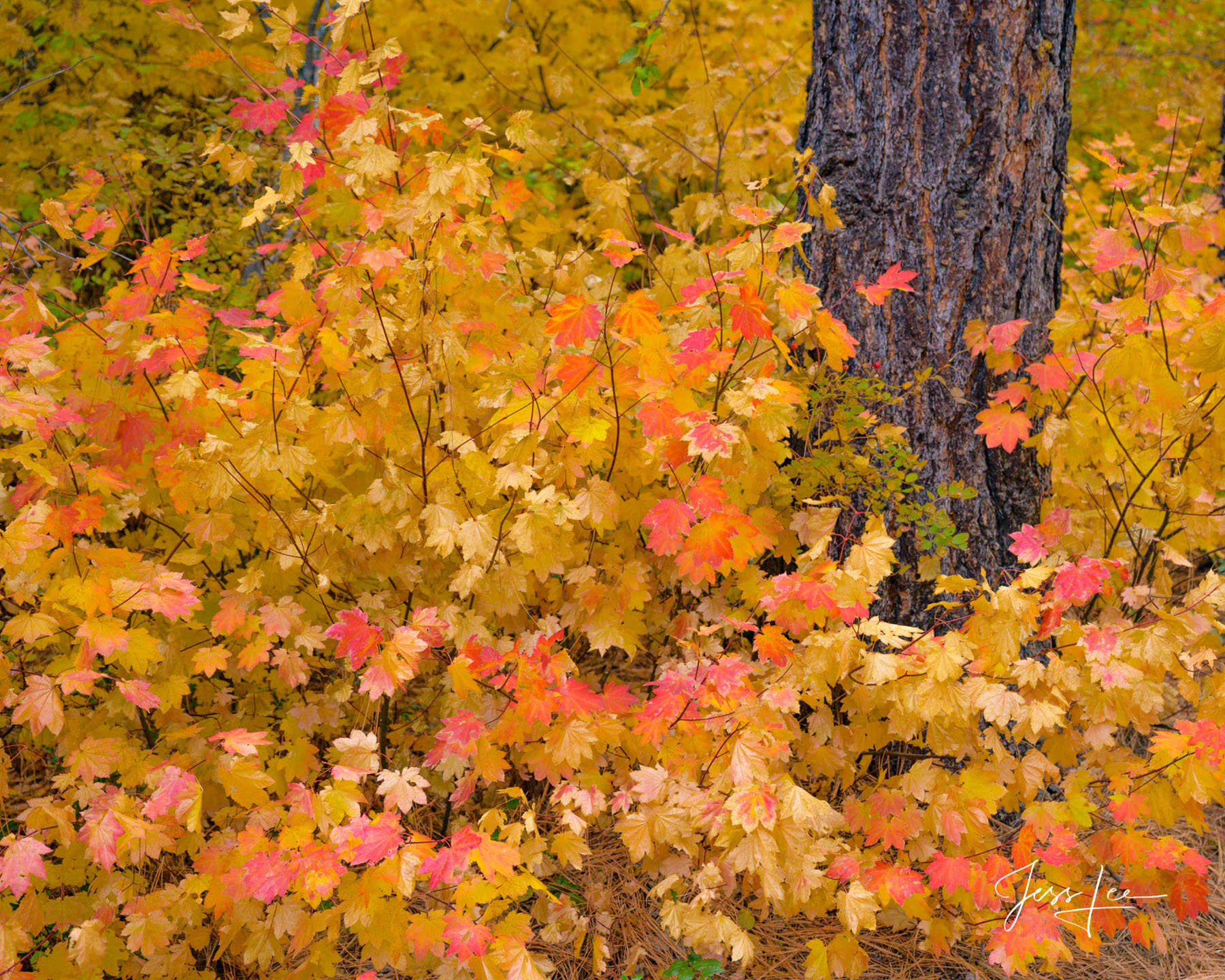 Limited Edition of 50 Exclusive high-resolution Museum Quality Fine Art Prints of Autumn Leaves. Autumn leaf color is a phenomenon...