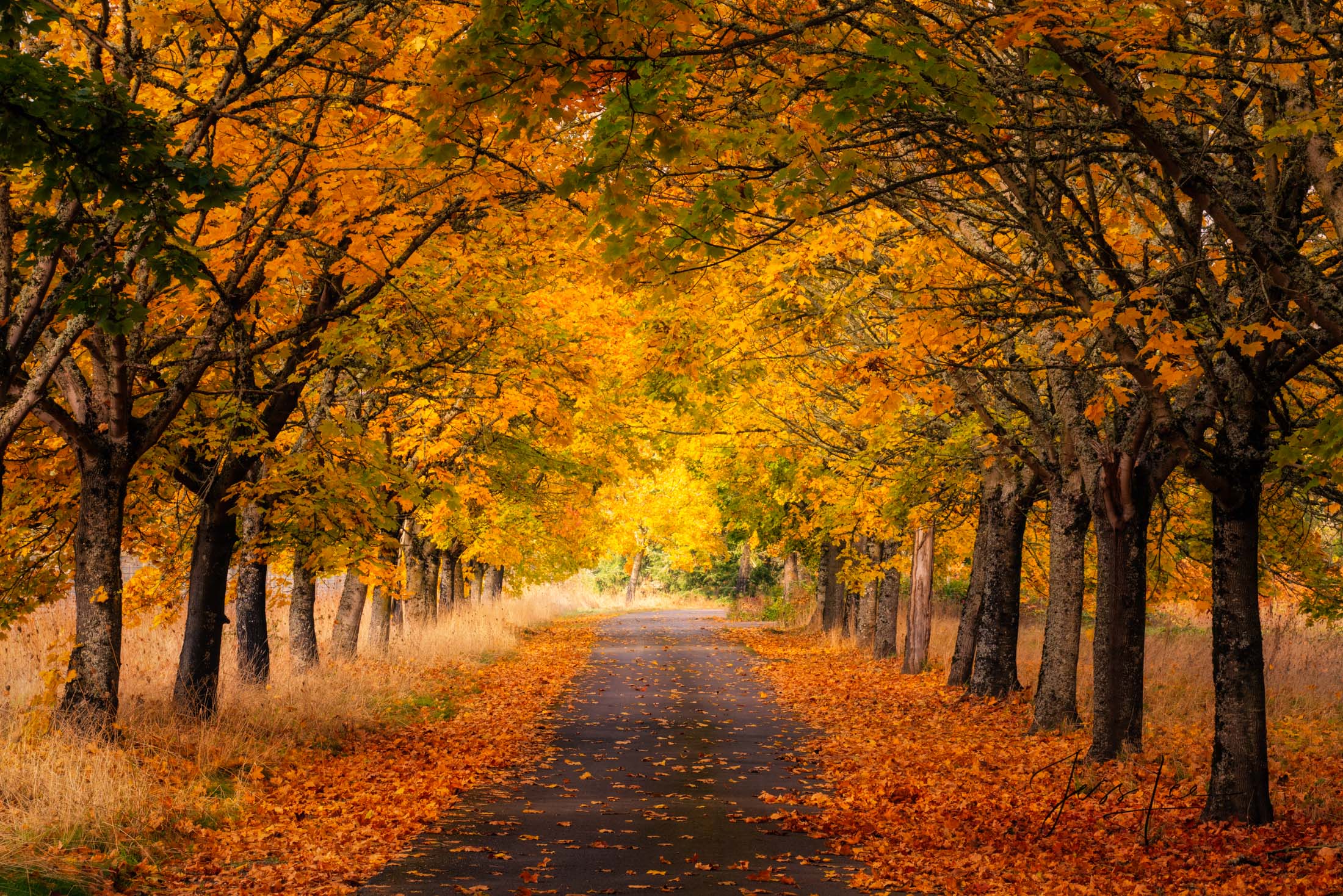 Tree Photography Print orange leave covered drive