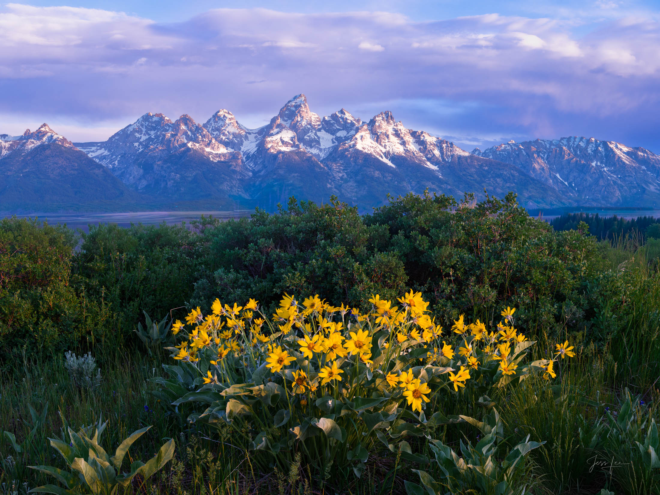 Purple Mountains Magistracy Grand Teton Print, Large Format, Mountains, and Flowers, fine art, limited edition Photography, masterwork. Color