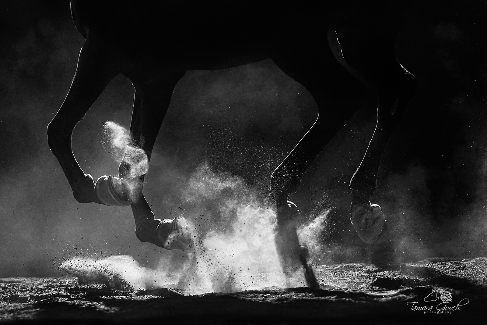 Legs and hooves of a black arabian stallion backlit in an indoor arena.