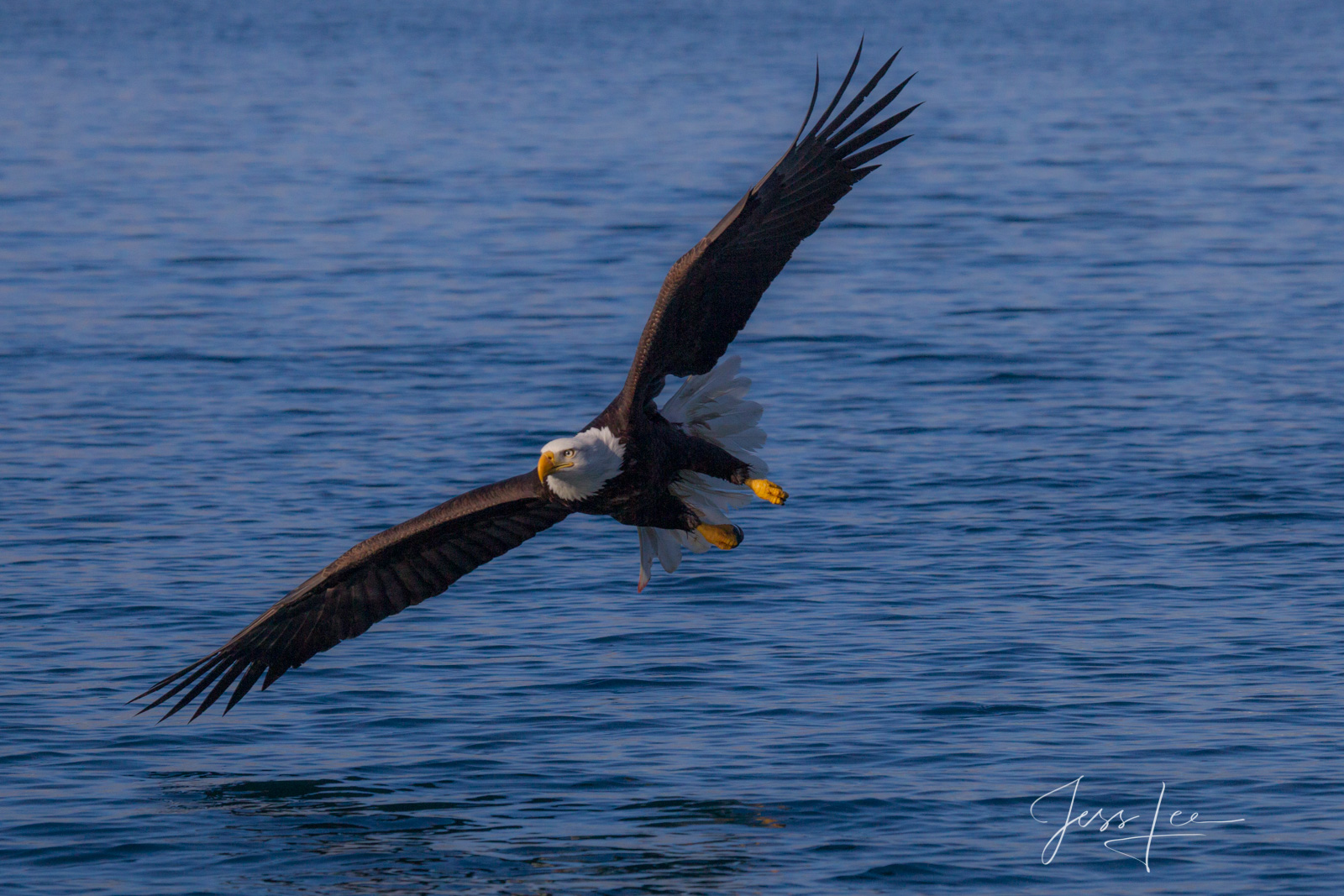 Bring home the power and beauty of the amazing fine art American Bald Eagle photograph Tipped by Jess Lee from his Wildlife Photography...