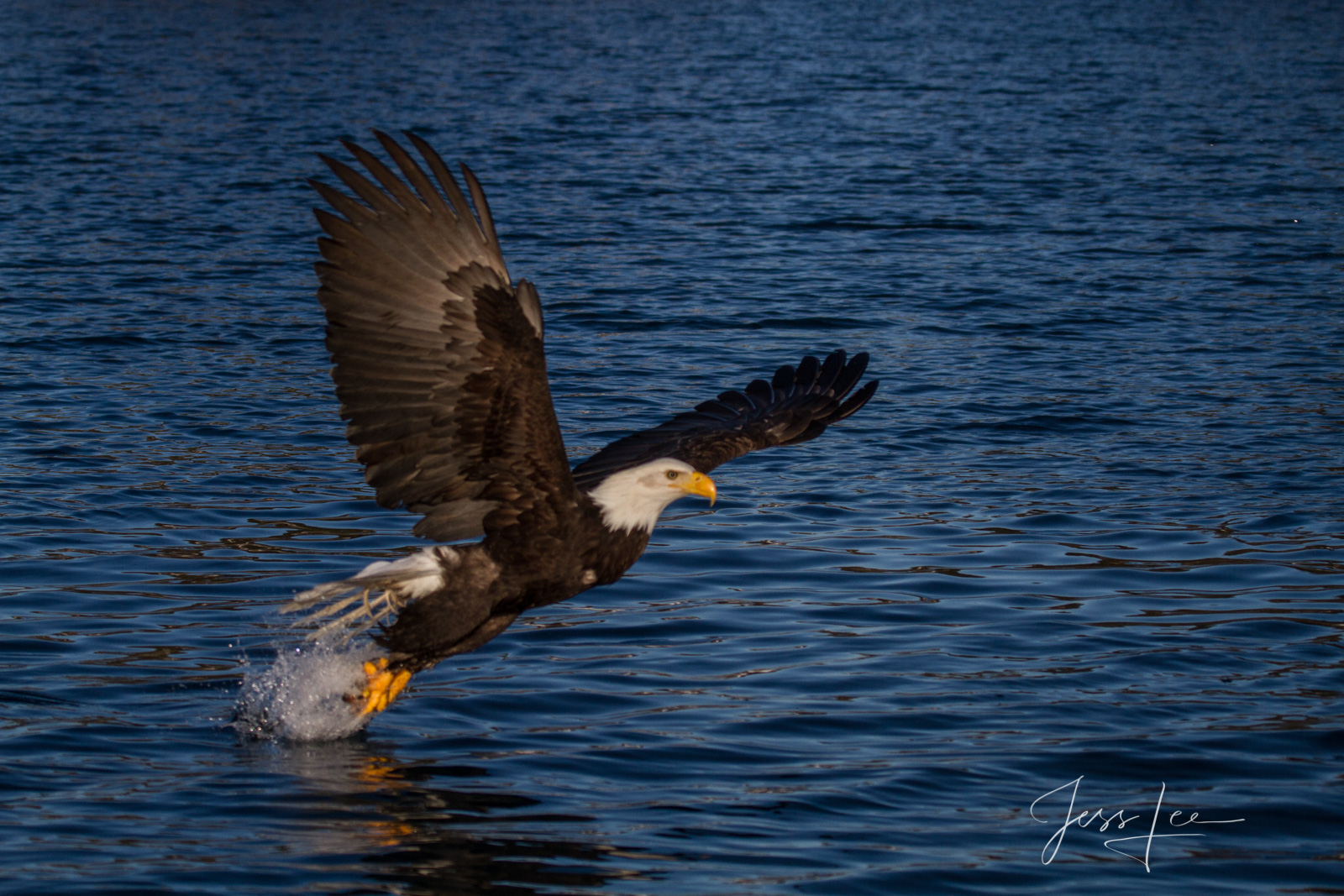Bring home the power and beauty of the amazing fine art American Bald Eagle photograph Catch of the Day, by Jess Lee from his...