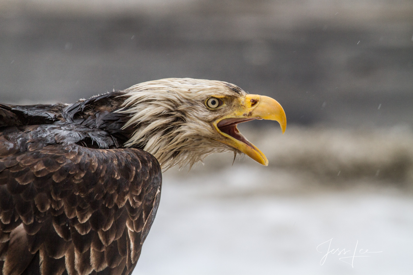 Bring home the power and beauty of the amazing fine art American Bald Eagle photograph Screamer by Jess Lee from his Wildlife...