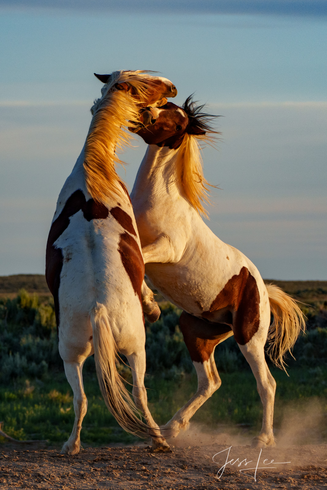 Paint war Horse Photo in a Fine Art Limited Edition Photography Print for Luxury homes.