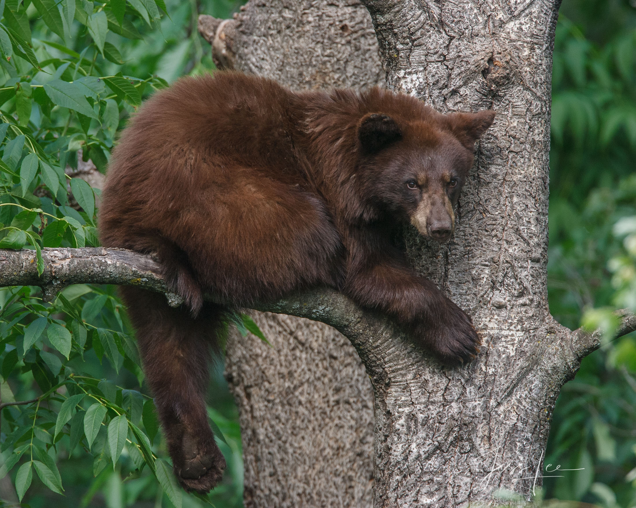 Grumpy Black Bear in a tree Photo  Limited Edition Picture of 100 prints. These bear photographs are offered as high-quality...