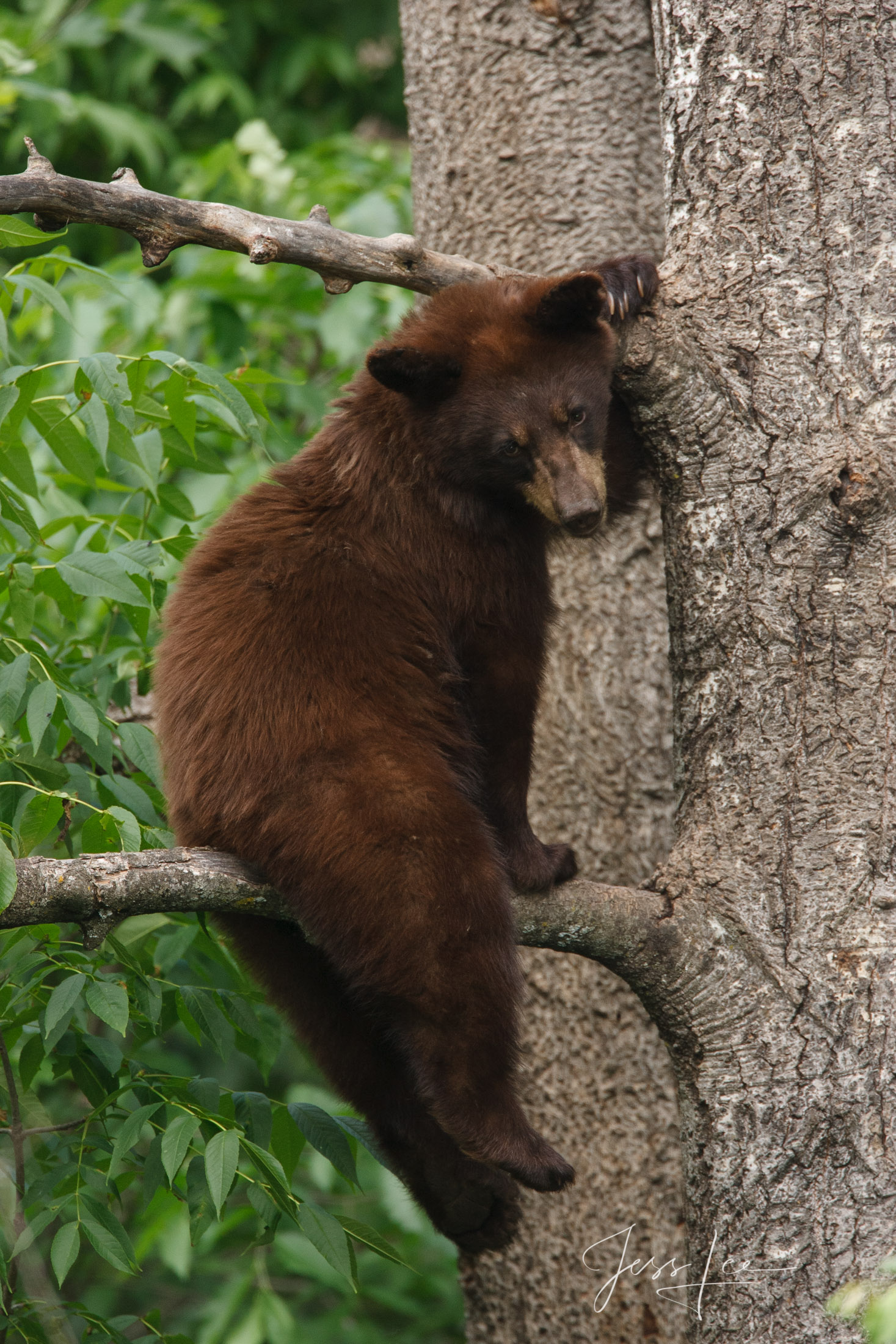 Black Bear in a Tree Photo, Limited Edition Print.  These bear photographs are offered as high-quality prints for sale as created...