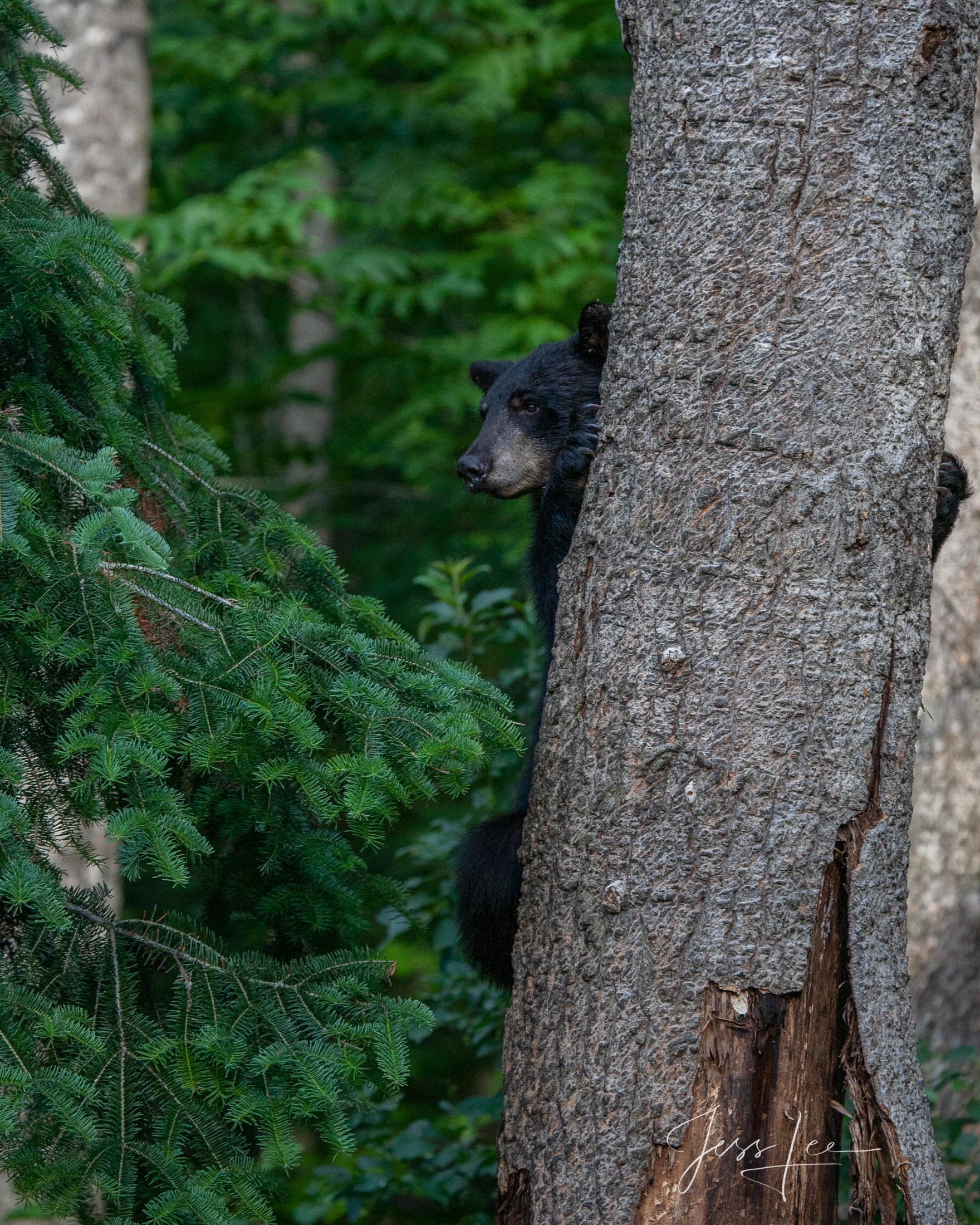 Peeking Black Bear Black Bear Photo Limited Edition Photography print of 100. These bear photographs are offered as high-quality prints for sale...