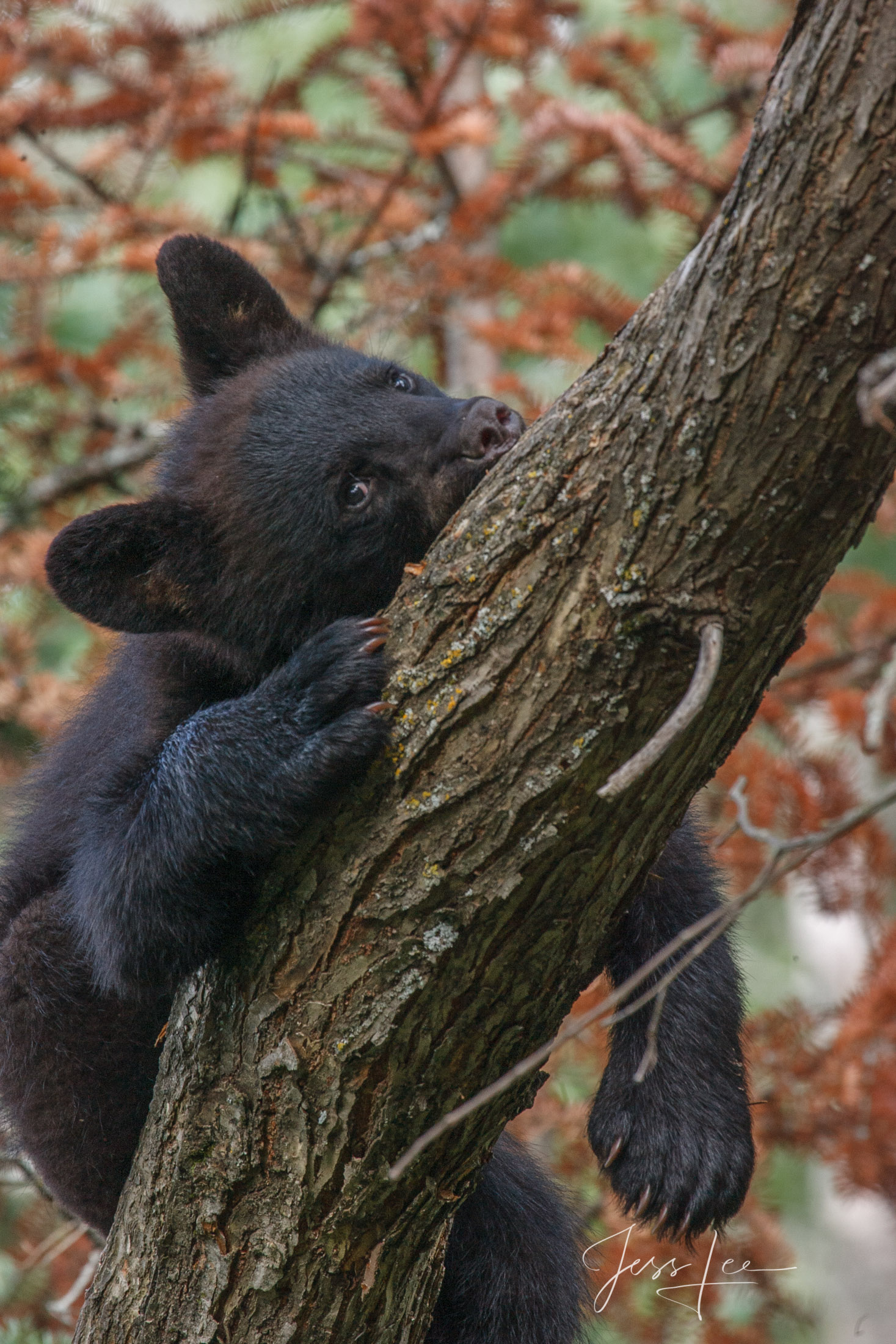 Black Bear Sleeping in a tree Photo  Limited Edition of 101 prints