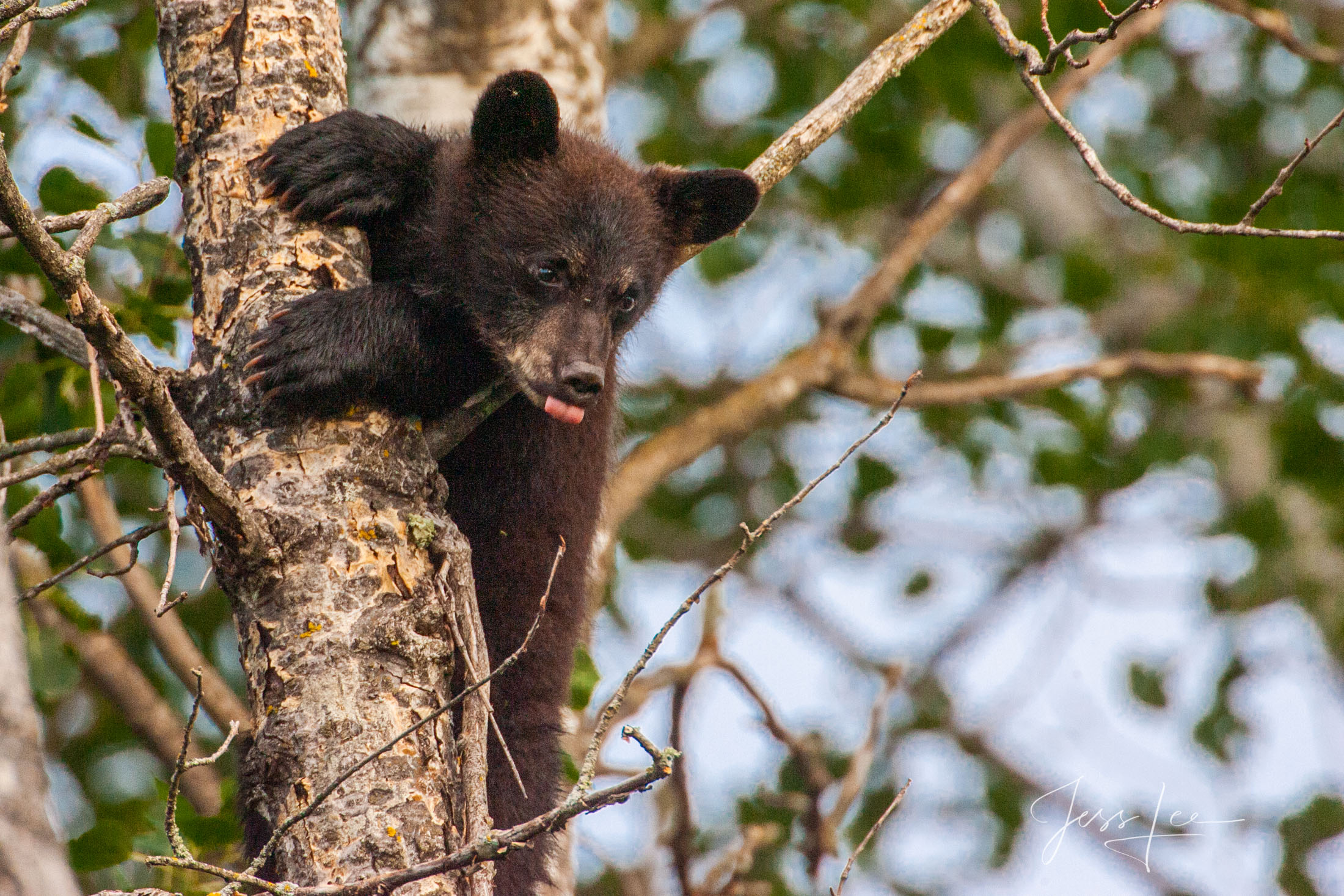 Treed Black Bear Cub Limited Edition Picture. These black bear photographs are offered as high-quality prints for sale as created...