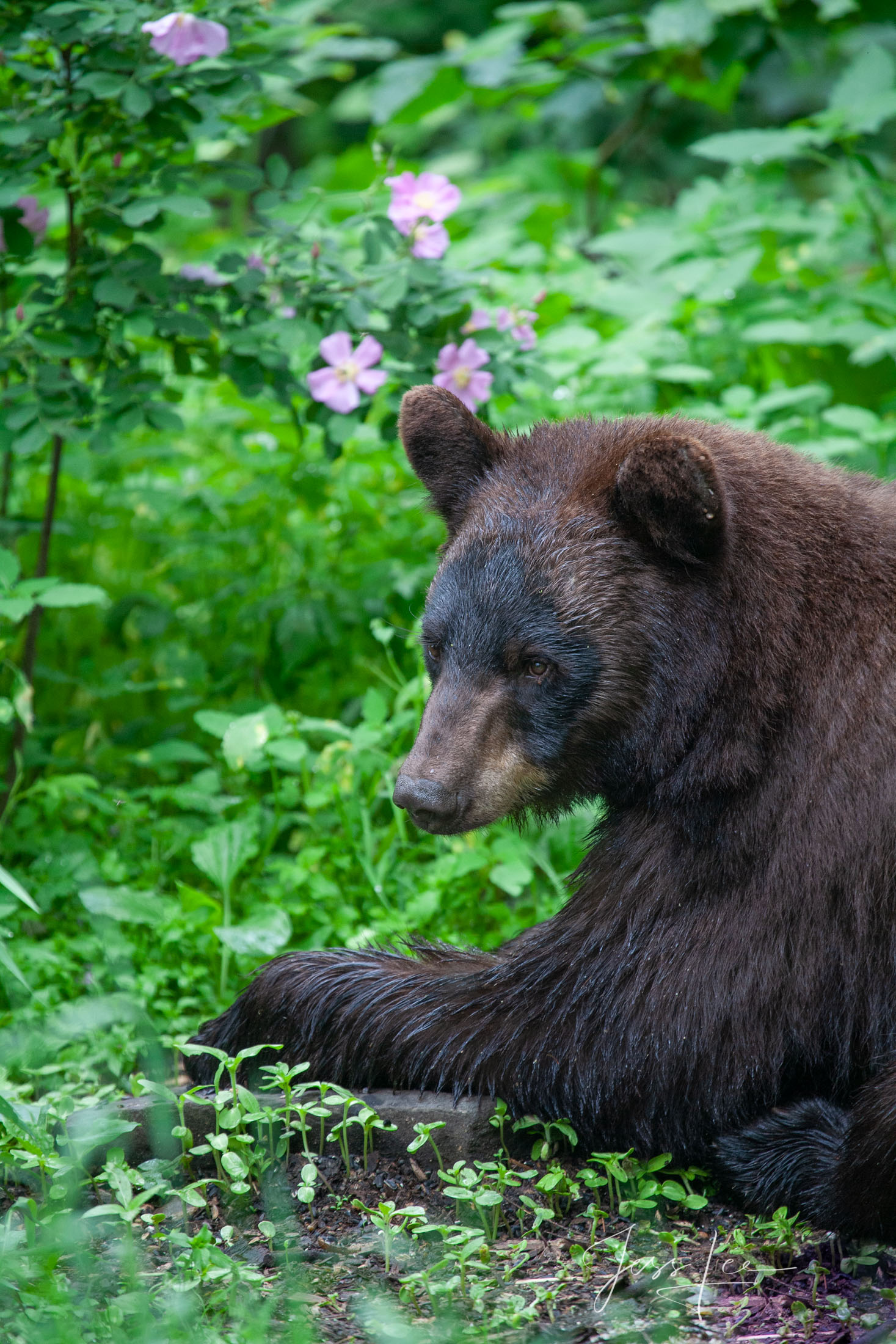 Black Bear cub Photo  Limited Edition Picture These bear photographs are offered as high-quality prints for sale as created by...