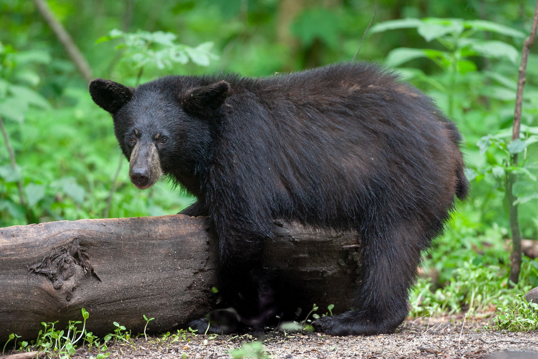 Fat Boy Black Bear, Fat Boy, Limited Edition of 100 prints. These bear photographs are offered as high-quality prints for sale as created...